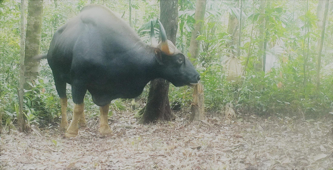 Bò tót trong chương trình bẫy ảnh của Trung tâm Bảo tồn thiên nhiên Việt Bò tót trong chương trình bẫy ảnh của Trung tâm Bảo tồn thiên nhiên Việt