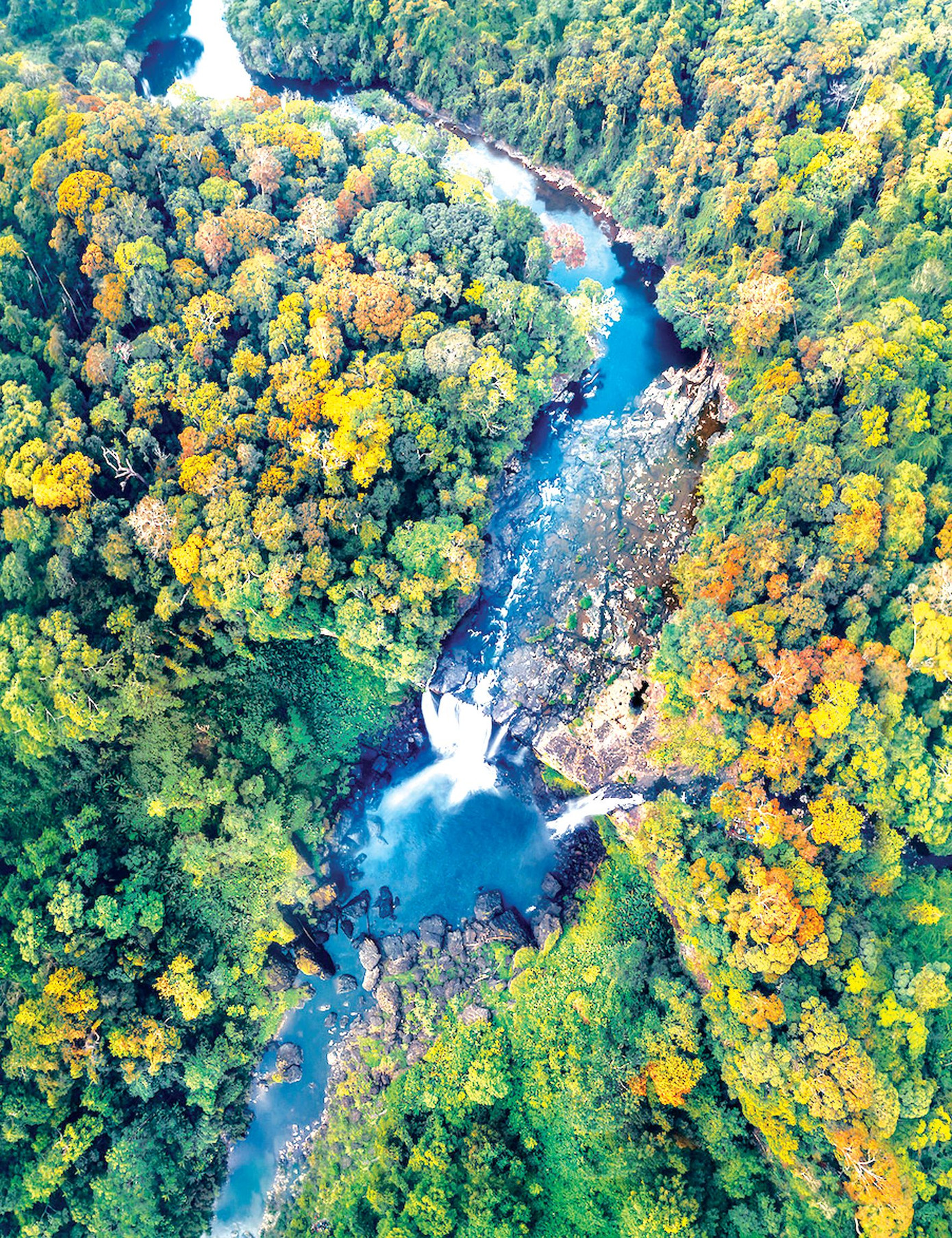 Khu Bảo tồn Thiên nhiên Kon Chư Răng có hệ sinh thái vô cùng đa dạng sinh học ảnh: Phan Nguyên