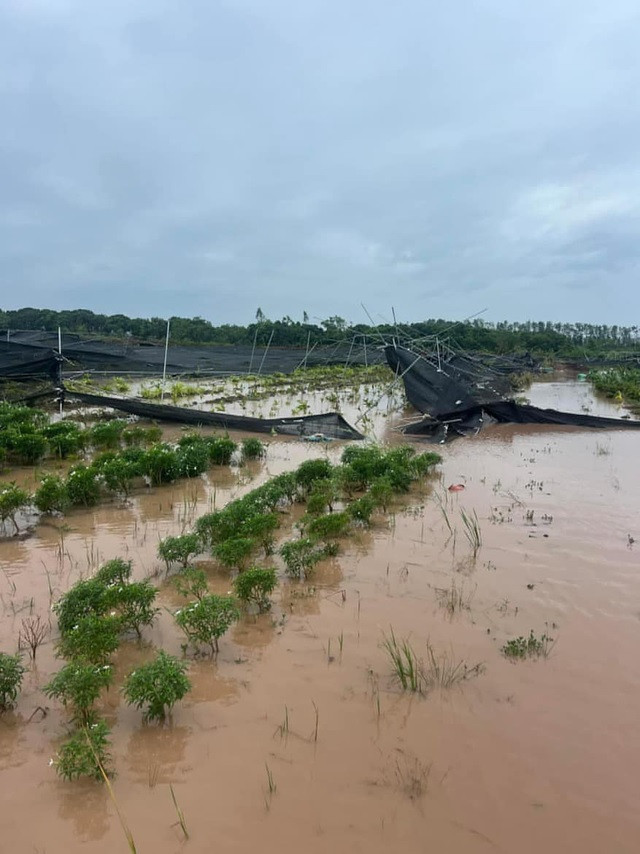 Cánh đồng hoa, cây cảnh ở huyện Văn Giang, tỉnh Hưng Yên tan hoang vì bão số 3. Ảnh: SK&amp;ĐS