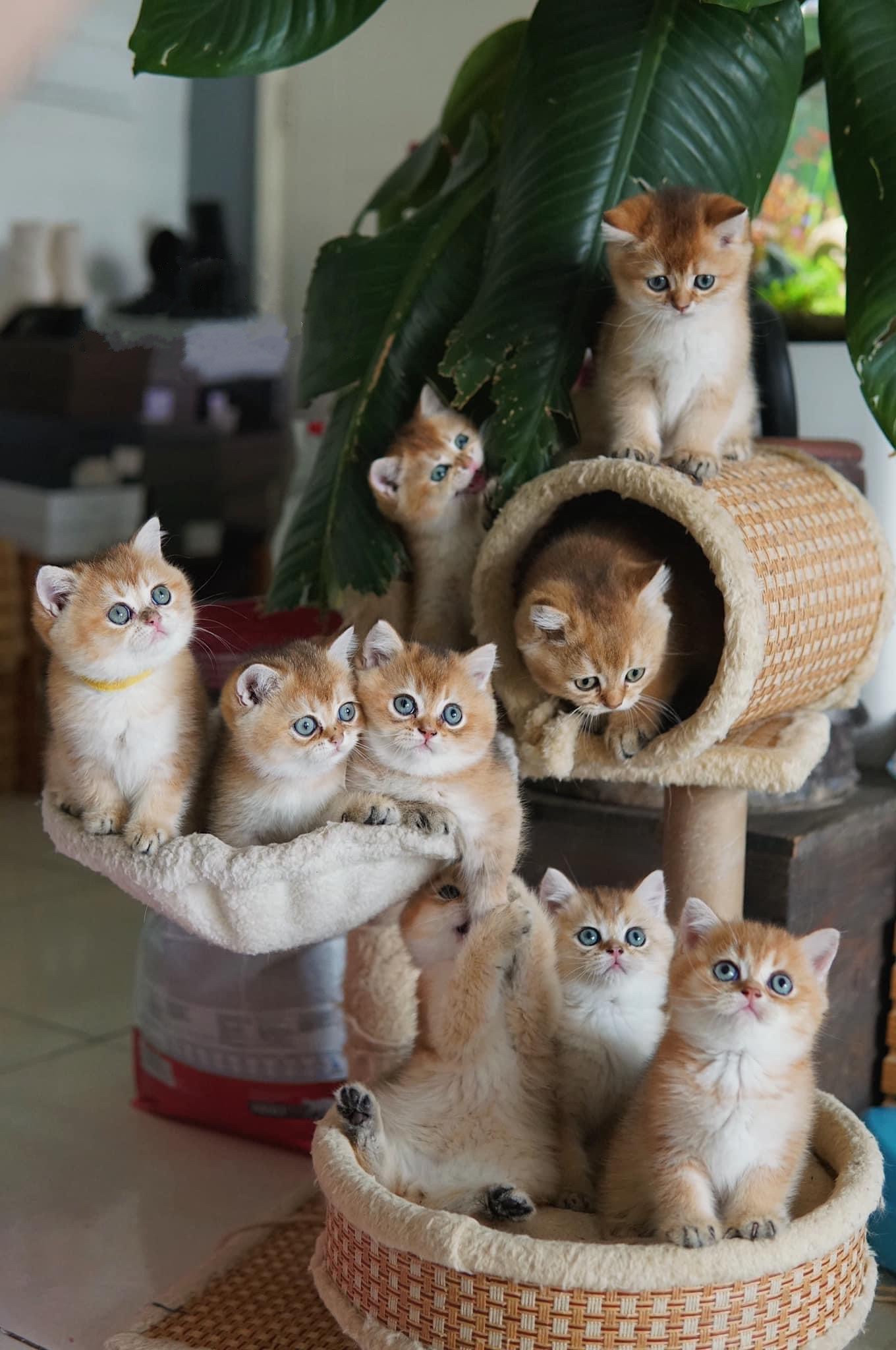 Dàn “boss” siêu dễ thương này từng chinh chiến không ít đấu trường sắc đẹp quốc tế