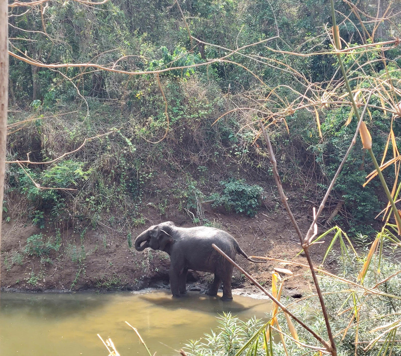 Cá thể voi khoái chí nghịch nước Cá thể voi khoái chí nghịch nước
