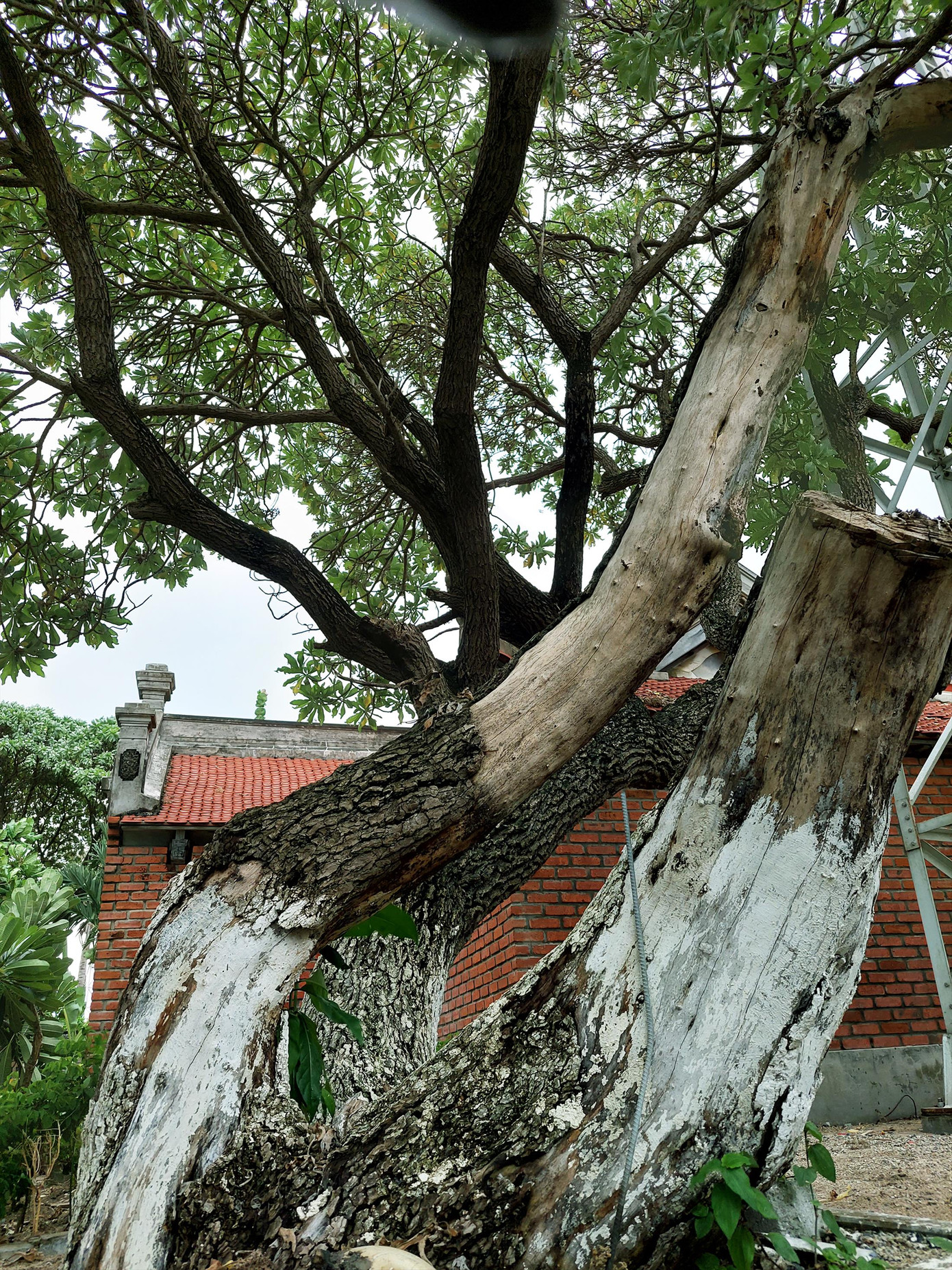 Gốc Mù u cổ thụ trên đảo Sinh Tồn. Ảnh: Trần Tuấn.
