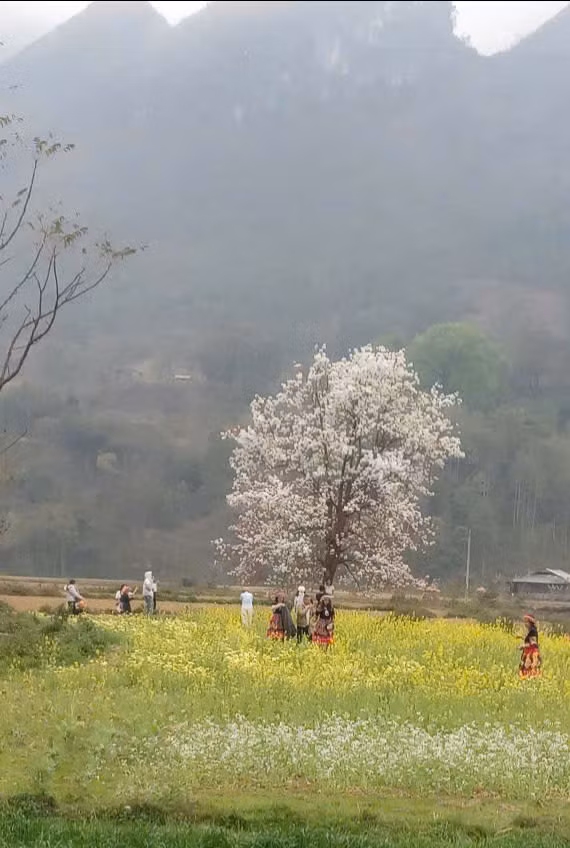 Cây lê cô đơn nổi tiếng sau một đêm
