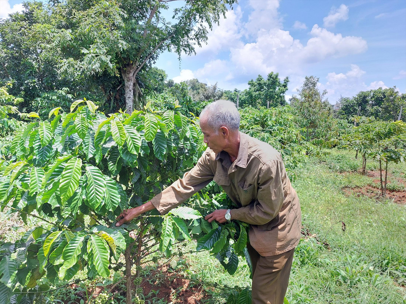 Ông Y Tum Ayun chăm sóc vườn cà phê