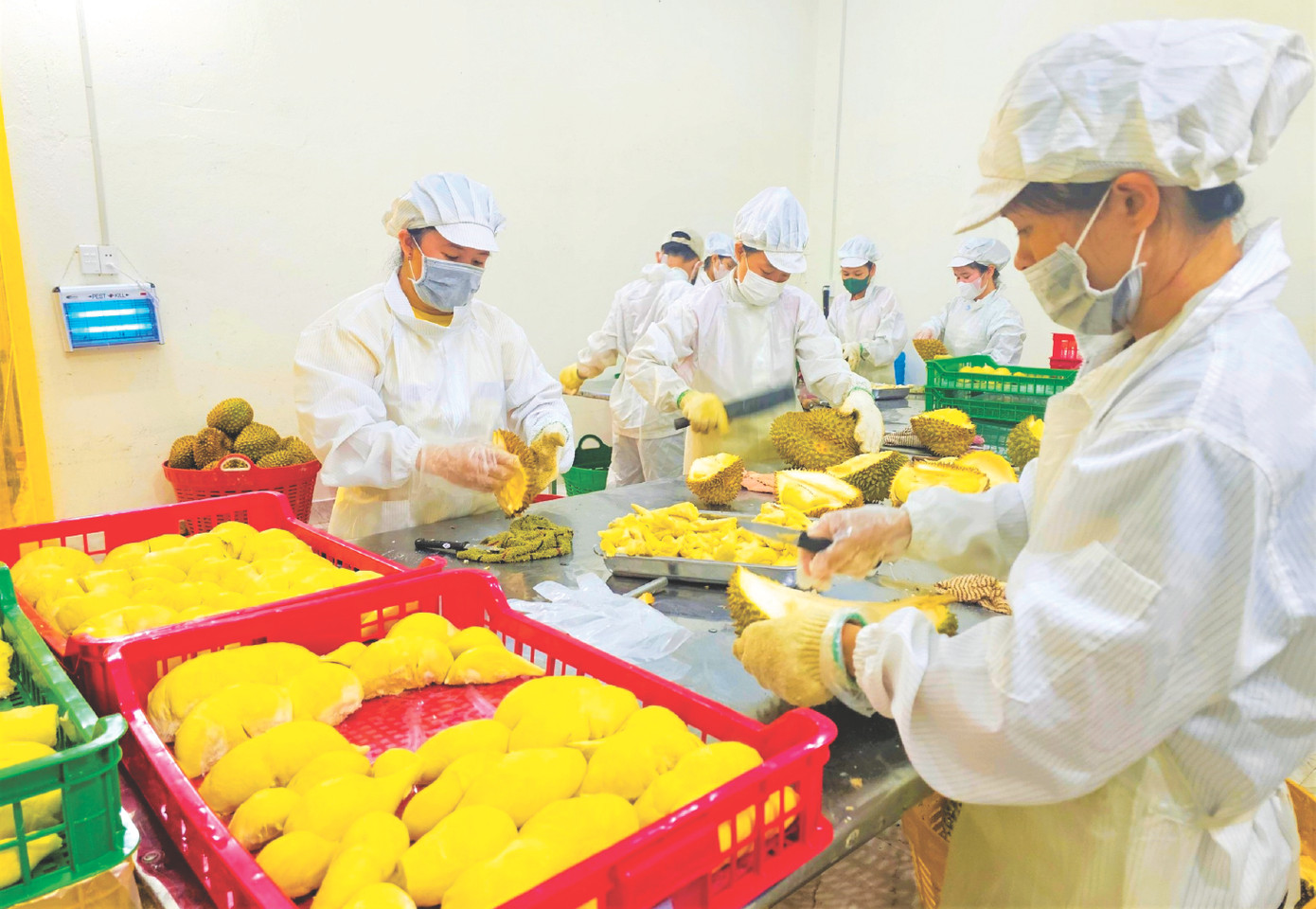 Sầu riêng được bóc múi, cấp đông, xuất khẩu Sầu riêng được bóc múi, cấp đông, xuất khẩu
