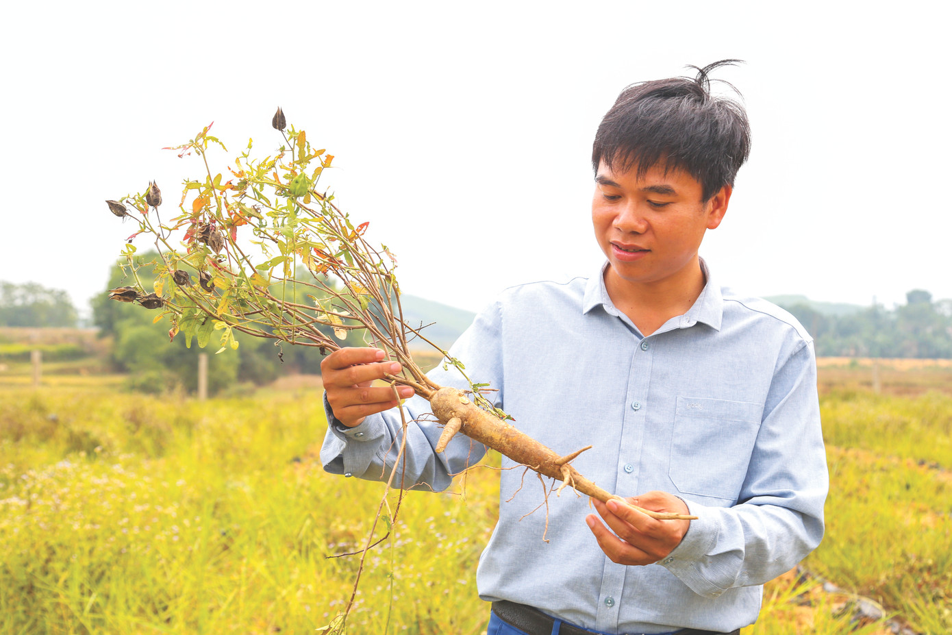 Vụ sâm này, anh Kiểm thu hoạch gần 4 tấn củ, giá trị hơn nửa tỷ đồng