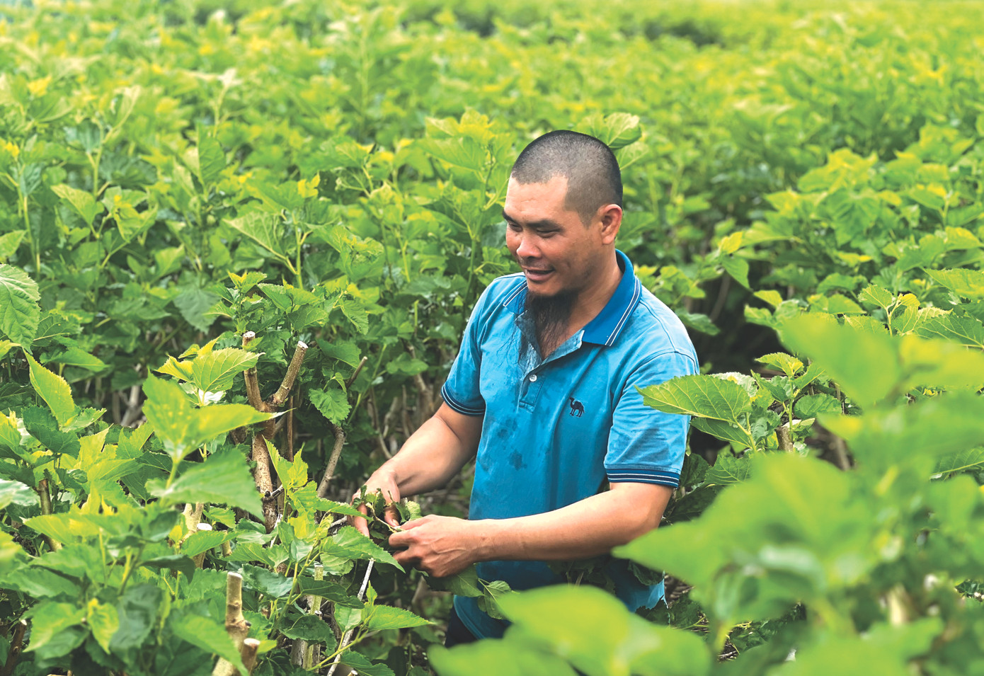 Anh Trường hái dâu để nuôi tằm tại vườn mình Anh Trường hái dâu để nuôi tằm tại vườn mình