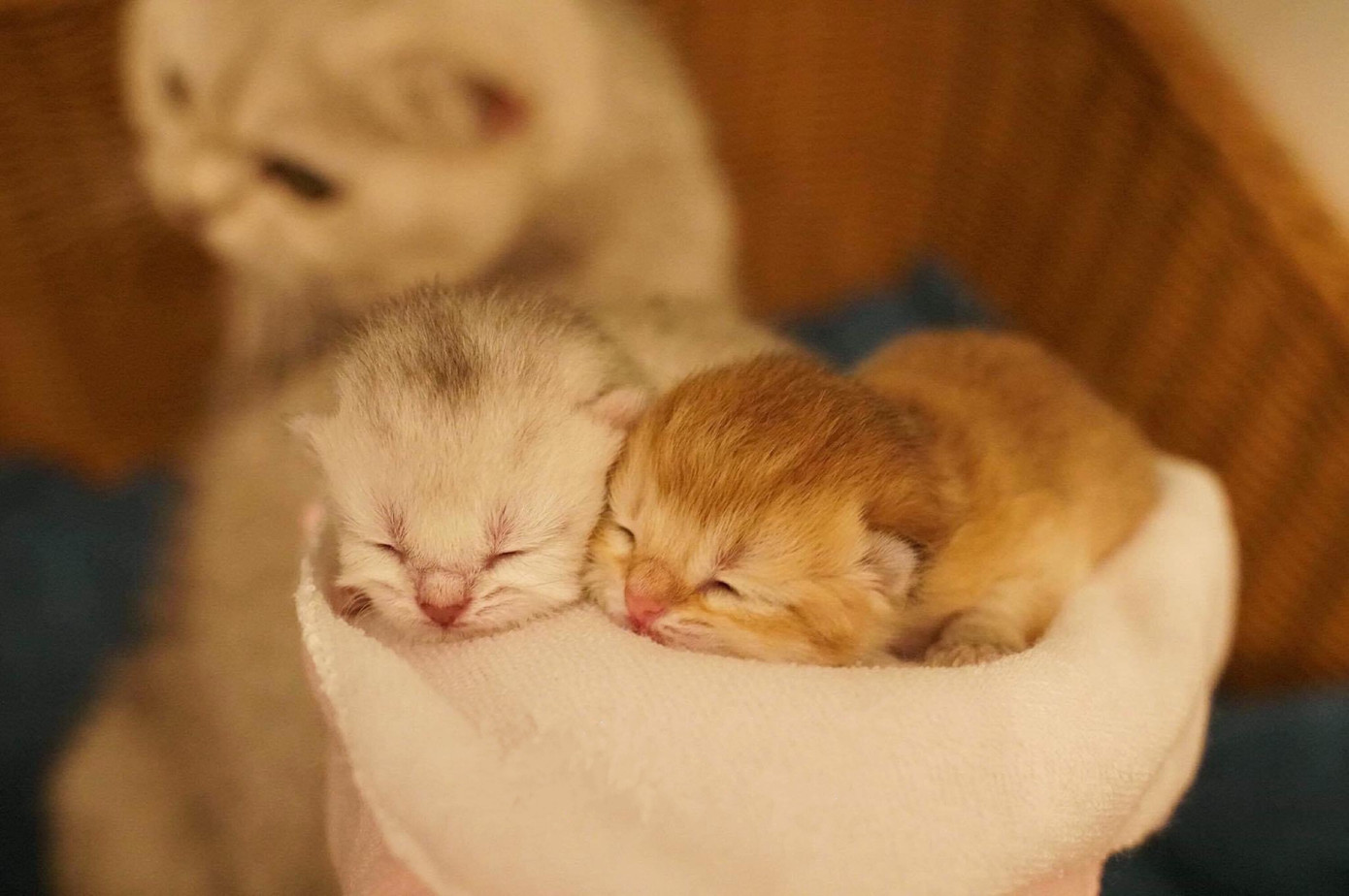 Hai bé mèo Sushi và Sakira mới được 1 ngày tuổi