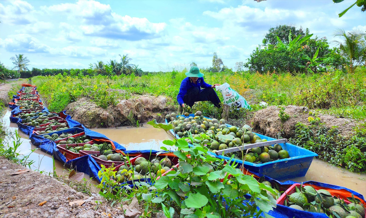 Thu hoạch cam sành ở Vĩnh Long. Thu hoạch cam sành ở Vĩnh Long.