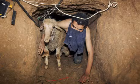 Một người Palestine lùa dê qua đường hầm nối Dải Gaza với Ai Cập. Ảnh: AP