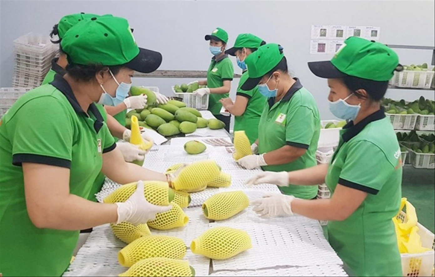 Xuất khẩu rau quả đạt kết quả tích cực Ảnh: PV