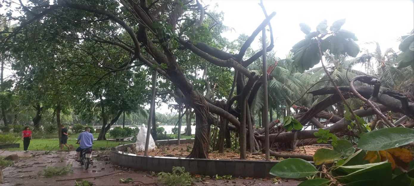 Cây đa Bác Hồ trong Công viên Thống Nhất bị ảnh hưởng do bão Cây đa Bác Hồ trong Công viên Thống Nhất bị ảnh hưởng do bão