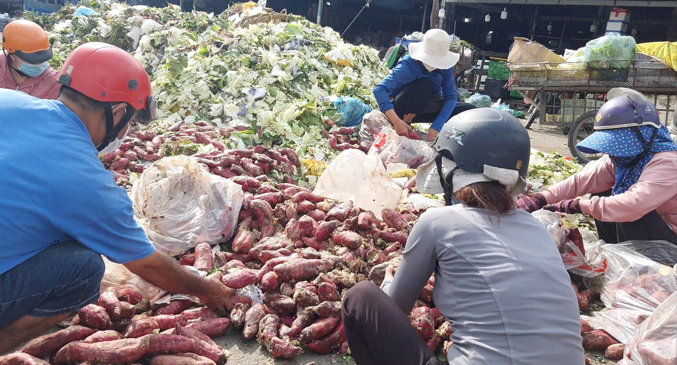 Nhóm người nhặt khoai lang đổ tràn bên đống rác Ảnh: Thuận Nhàn