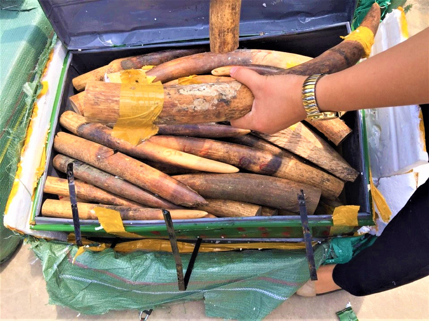 Tang vật ngà voi bị tịch thu tại Nội Bài, Hà Nội Ảnh: Tổng cục Hải Quan