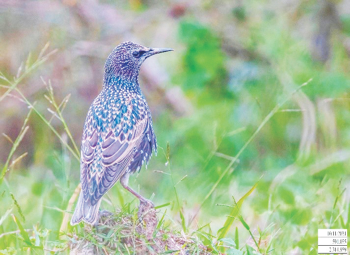 Sáo đá xanh - loài mới xuất hiện tại bãi giữa sông Hồng Ảnh: CCD
