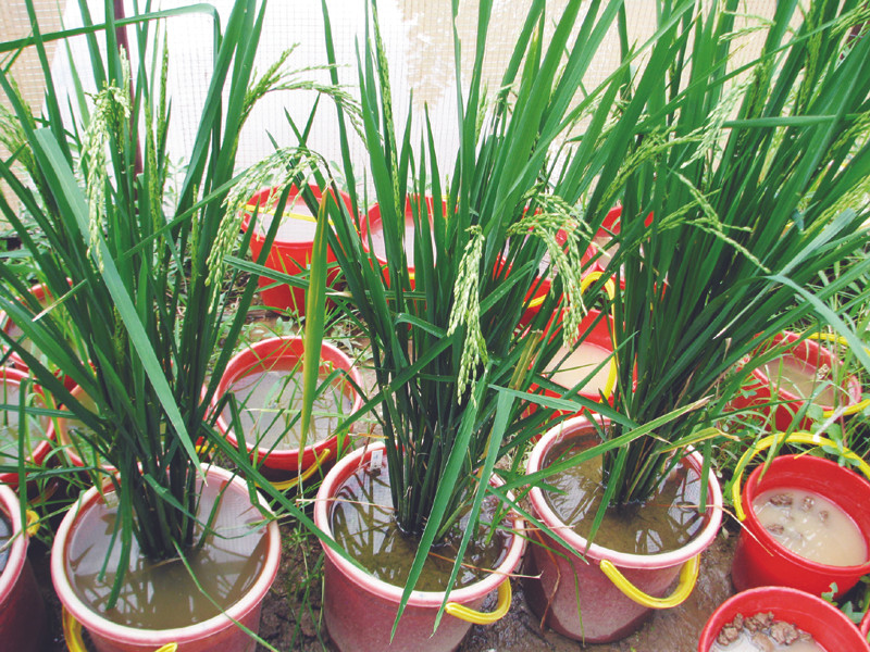 Hình thái lúa cổ giống như lúa hiện đại. Ảnh: Nguyễn Tiến