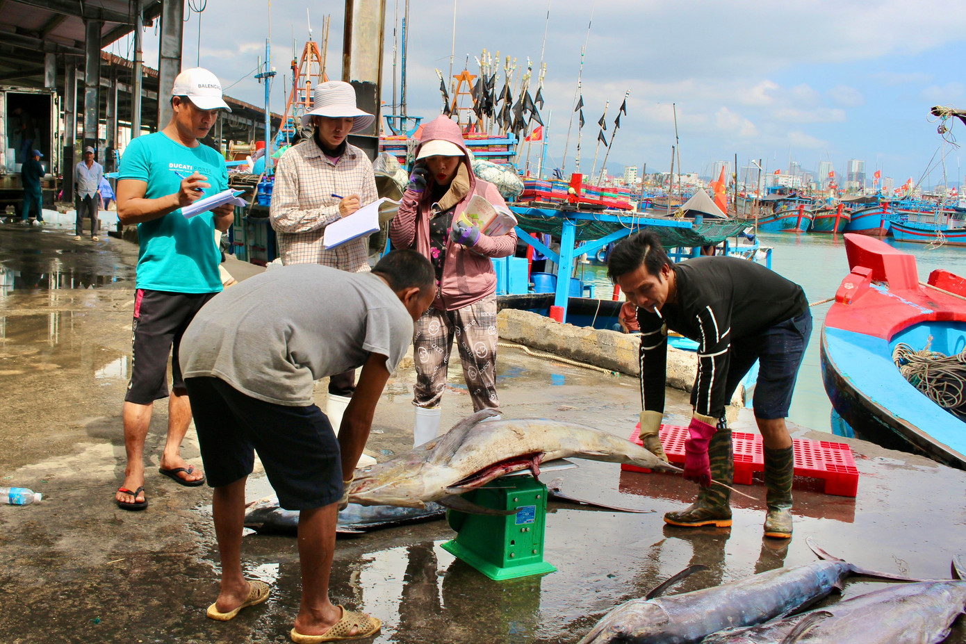 Những con cá tươi ngon được cân kí, ra giá bán ngay tại cảng. Những con cá tươi ngon được cân kí, ra giá bán ngay tại cảng.