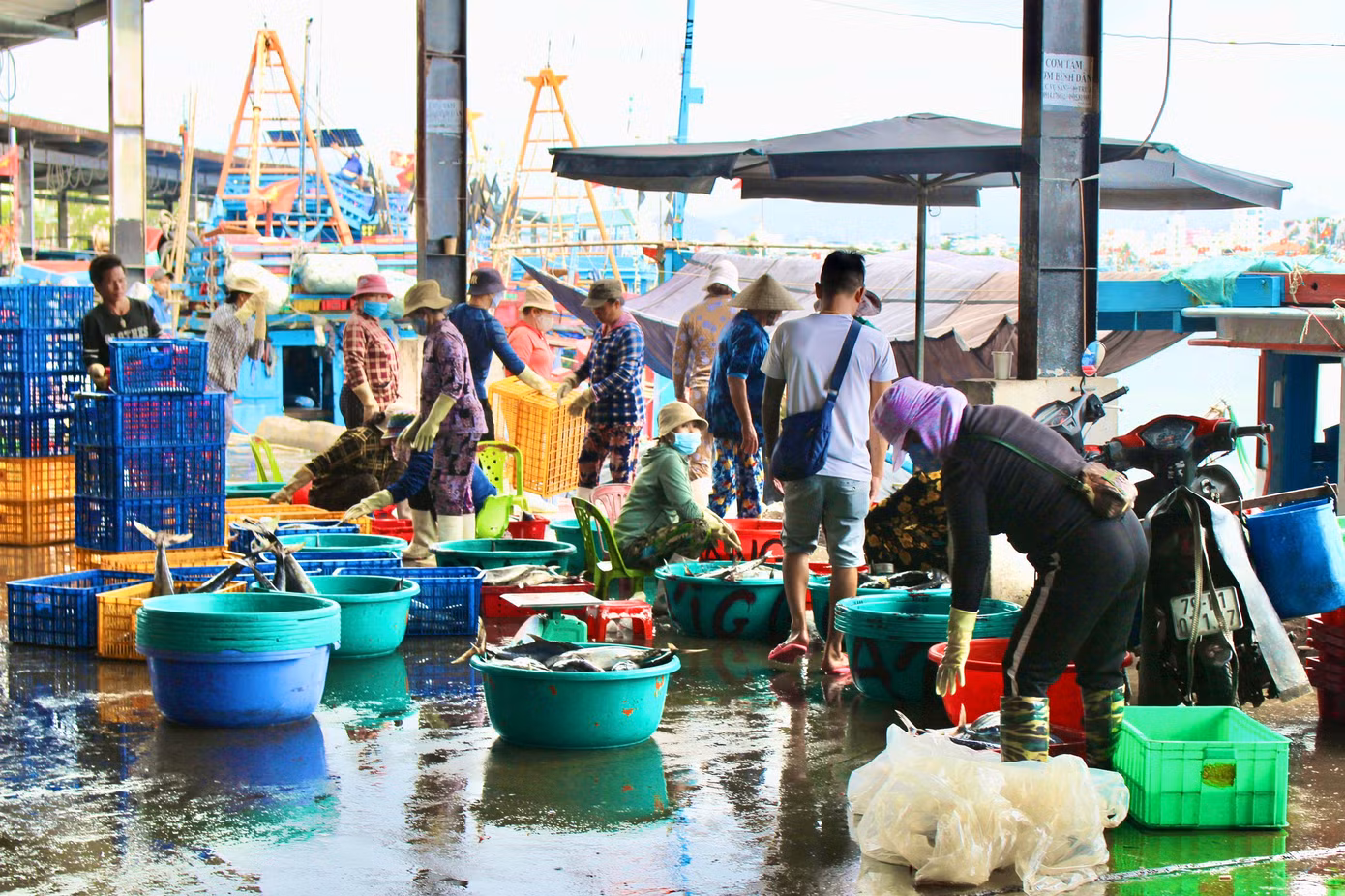 Những ngày này Cảng cá Hòn Rớ (TP Nha Trang) khá tấp nập khi các chuyến tàu đầu tiên đánh bắt xuyên Tết dần cập bến, mang đầy ắp cá vào bờ.