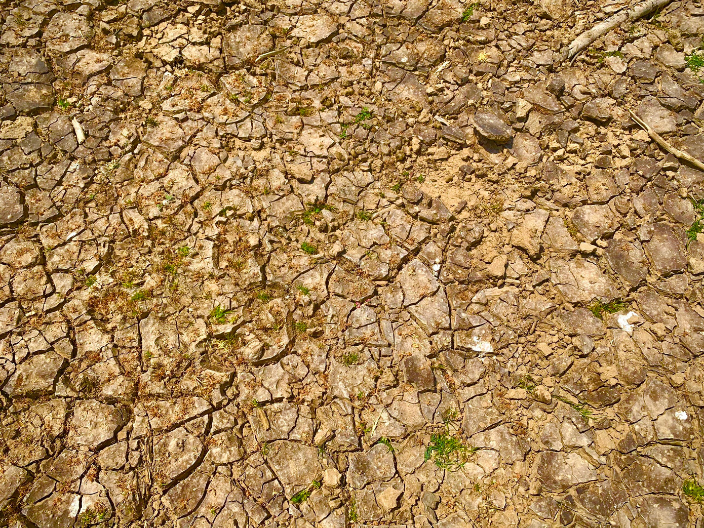 Nhiều người dân trồng hành tím tại khu vực này chưa dám xuống giống vì nguồn nước từ hồ Ông Kinh đã cạn. Mưa ít, bà con ở ruộng, rẫy lại hút bơm nhiều để sản xuất nên nguồn nước không đủ.