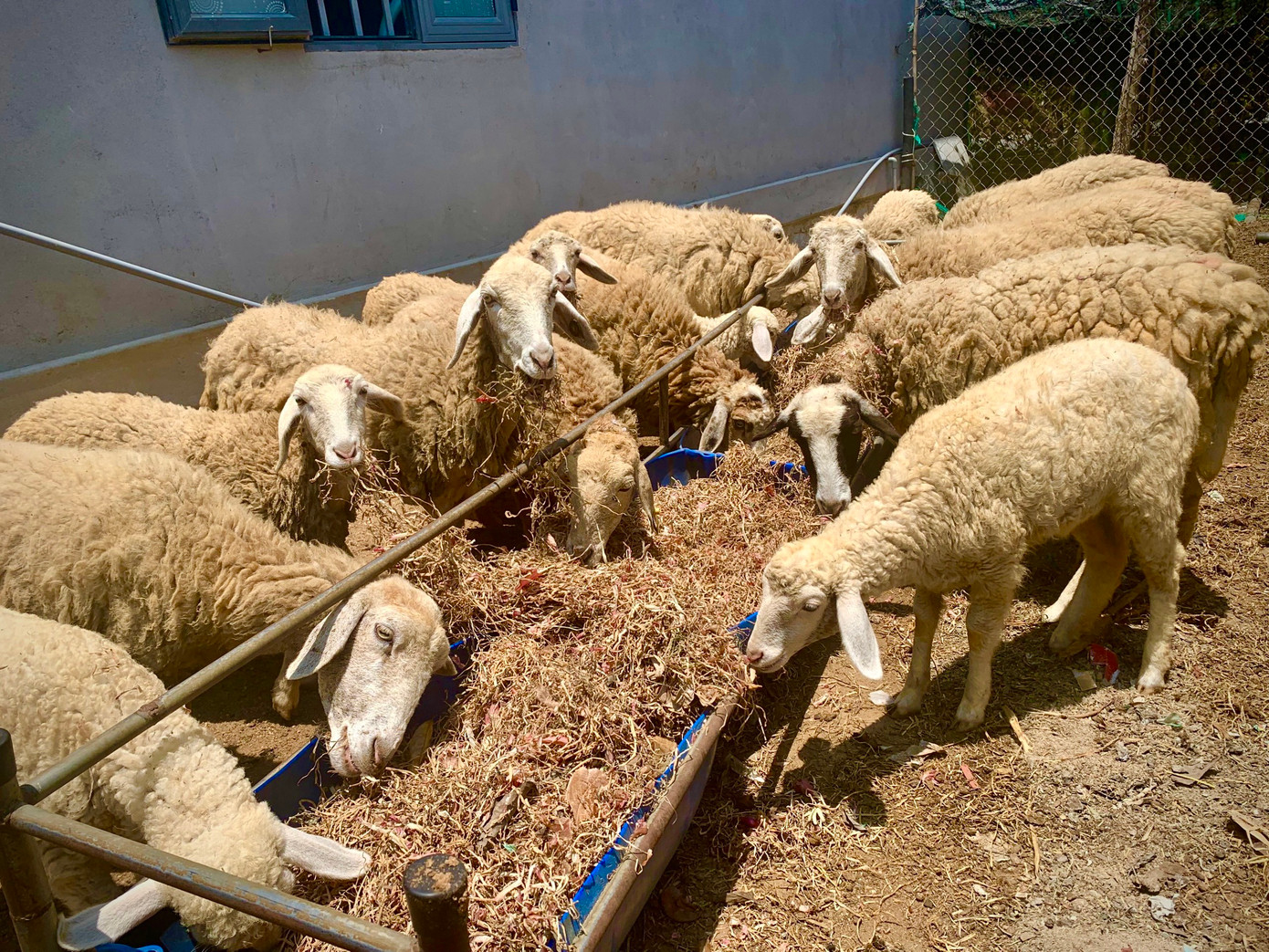 Nắng hạn khốc liệt kéo dài, nhiều hộ dân chăn nuôi cừu hết sức lo lắng.