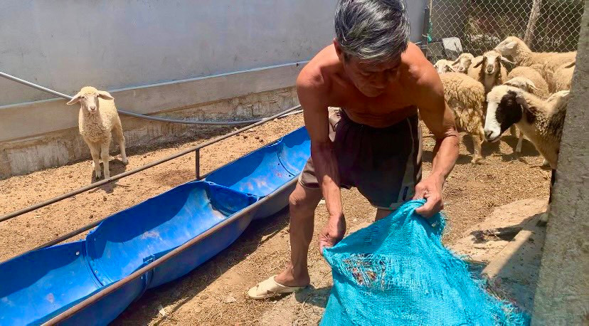 Ông Phan Văn Tân (xã Nhơn Hải, huyện Ninh Hải) cho biết: “Thiếu thức ăn, thiếu nước nên cừu rất nhanh suy yếu. Gần 2 tháng nay, tình trạng cừu chết trong khu vực này ngày càng nhiều. Lo lắng mùa hạn kéo dài nên tôi đã chủ động mua cỏ tươi, lá hành và nước để dự trữ, hy vọng sẽ đủ để vượt qua mùa hạn này”.