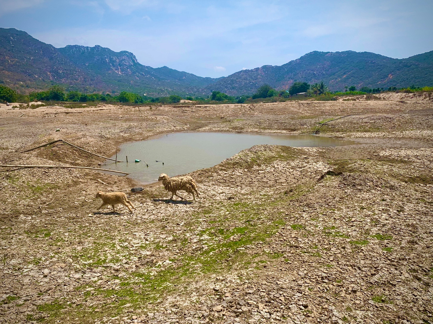 Theo ghi nhận của PV Tiền Phong, tại hồ Ông Kinh (xã Nhơn Hải, huyện Ninh Hải, tỉnh Ninh Thuận) lòng hồ đã cạn trơ đáy, chỉ còn vài vũng nhỏ.
