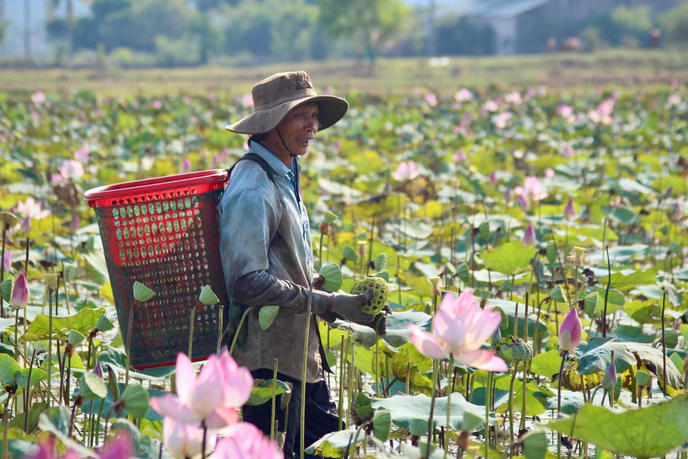 Thu hoạch đài sen đòi hỏi kỹ thuật cao nên việc tìm người thu hoạch phải vô cùng kỹ càng. Ông Huỳnh Văn Phước (trú xã Ninh An) cho biết: “Tôi được thuê hái đài sen với tiền công 400.000 đồng/ngày. Công việc này tưởng dễ nhưng phải có kinh nghiệm mới phân biệt được đài sen nào có thể hái được”. Thu hoạch đài sen đòi hỏi kỹ thuật cao nên việc tìm người thu hoạch phải vô cùng kỹ càng. Ông Huỳnh Văn Phước (trú xã Ninh An) cho biết: “Tôi được thuê hái đài sen với tiền công 400.000 đồng/ngày. Công việc này tưởng dễ nhưng phải có kinh nghiệm mới phân biệt được đài sen nào có thể hái được”.