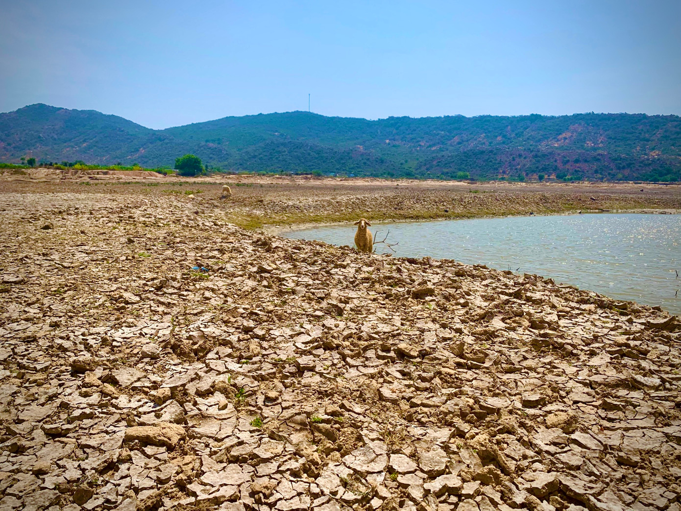 Những con cừu liêu xiêu tìm cây cỏ để ăn.