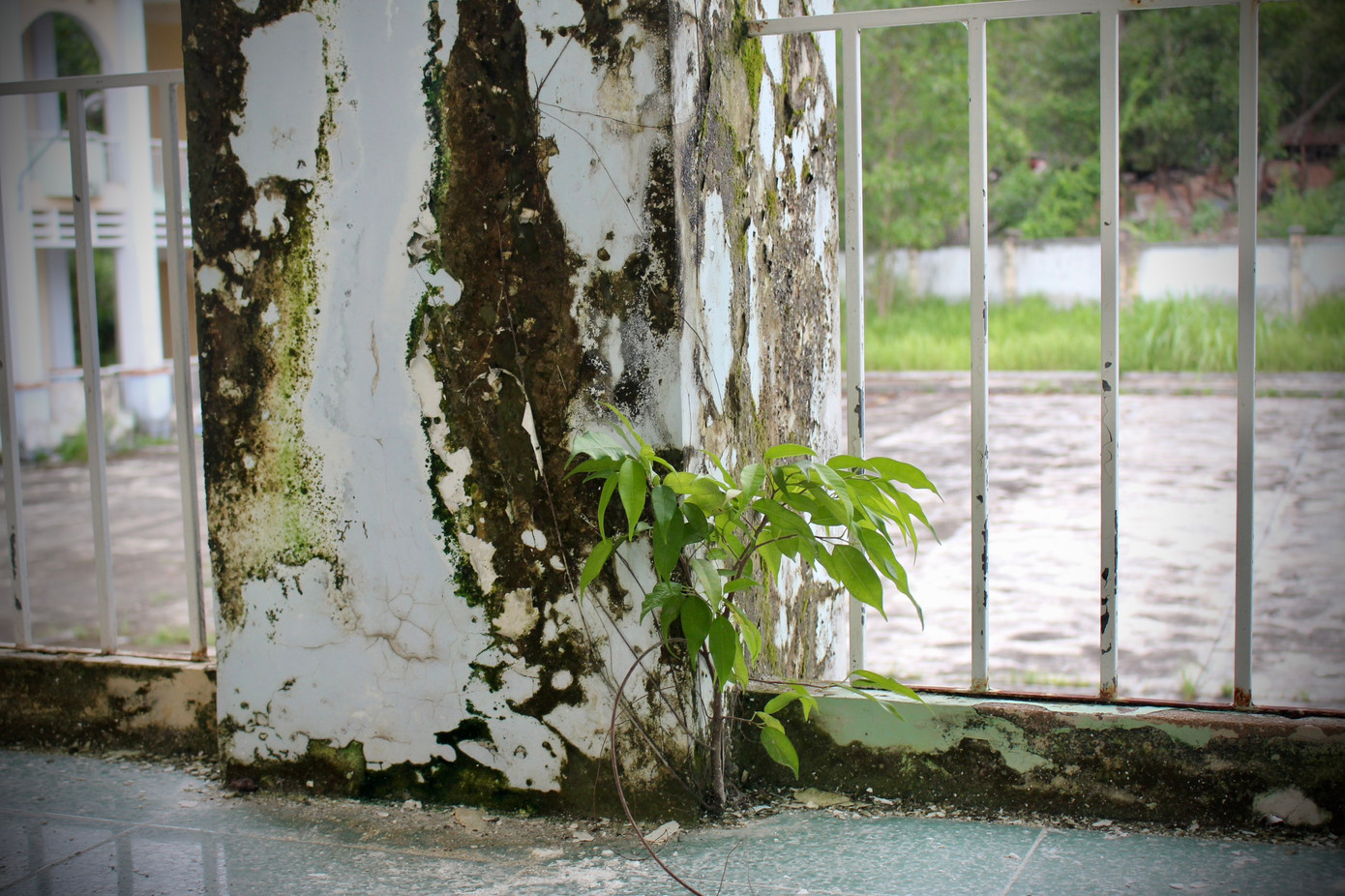 Do đã lâu không có người chăm sóc nên rêu bám đầy tường, thậm chí còn mọc lên cây cỏ. Do đã lâu không có người chăm sóc nên rêu bám đầy tường, thậm chí còn mọc lên cây cỏ.