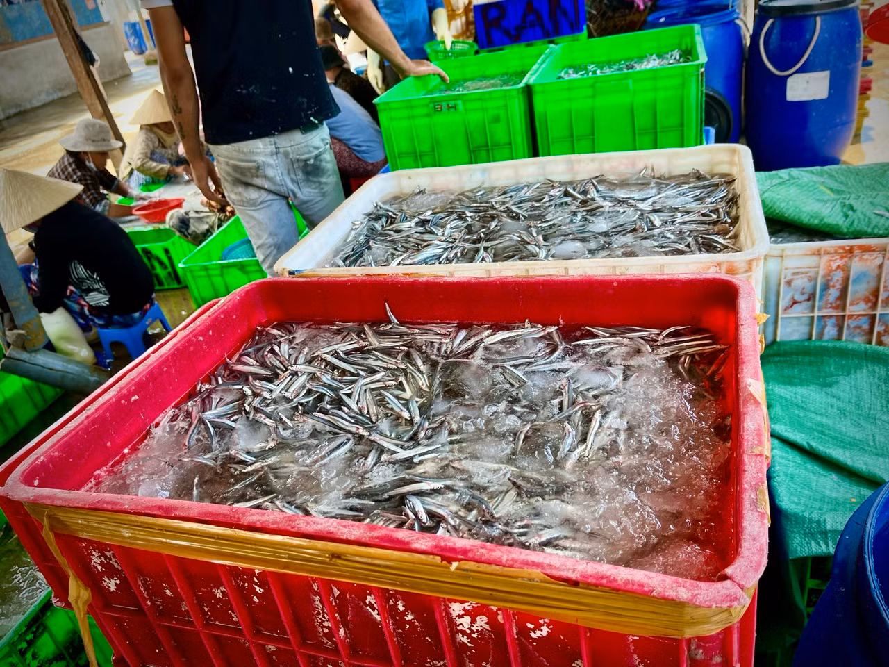 Cá cơm vừa cập bến đã được mua bán tấp nập. Các khay cá cơm sau khi phân loại được vận chuyển ngay đến các chợ nhỏ để giữ độ tươi ngon và bán cho người tiêu dùng.
