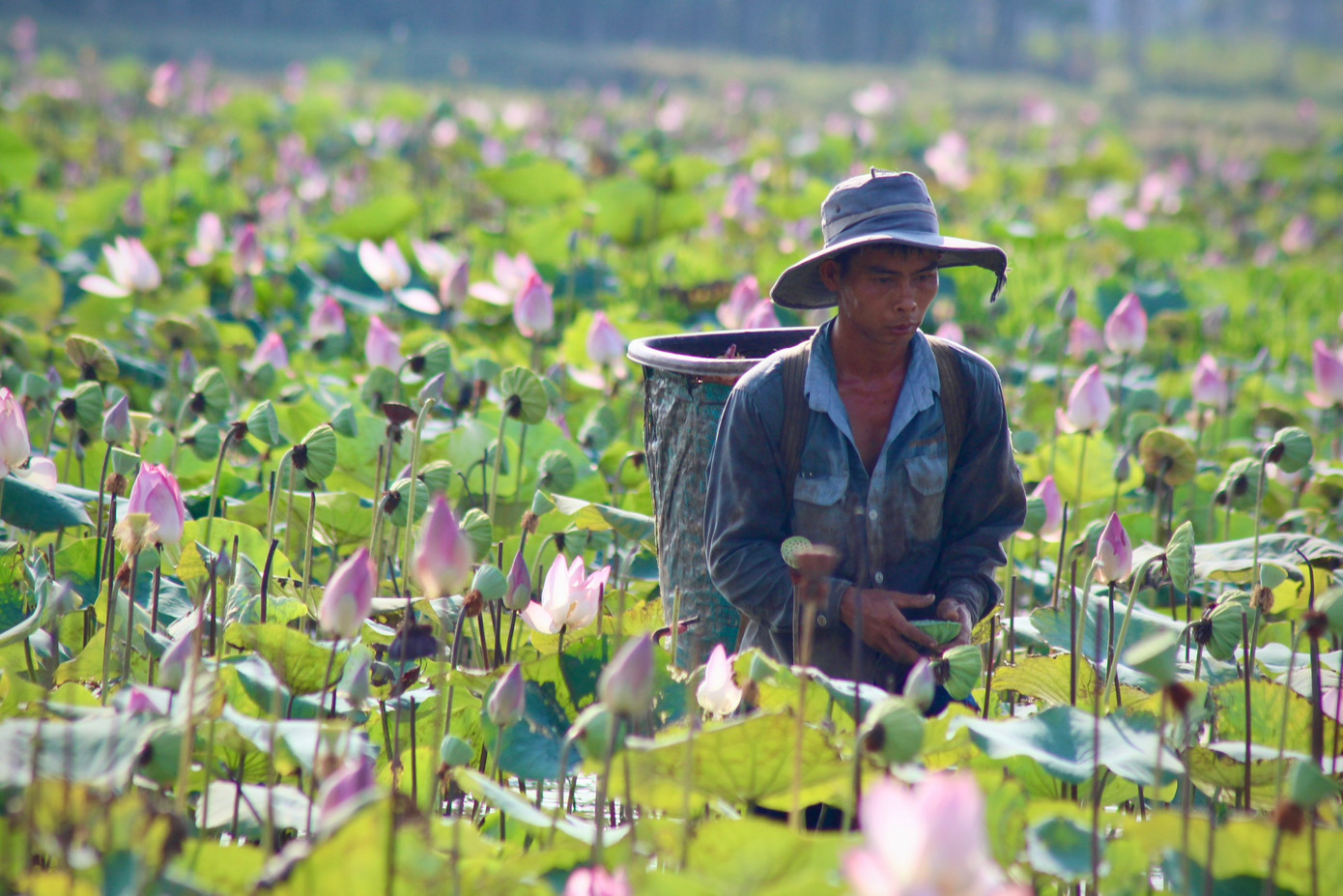 Anh Lê Văn Thành (trú xã Ninh An) chia sẻ, công đoạn thu hoạch sen rất vất vả vì phải ngâm mình dưới nắng nóng, lội sình suốt nhiều giờ liền. Dù cực nhưng bù lại có nguồn thu nhập tốt để trang trải cuộc sống. Anh Lê Văn Thành (trú xã Ninh An) chia sẻ, công đoạn thu hoạch sen rất vất vả vì phải ngâm mình dưới nắng nóng, lội sình suốt nhiều giờ liền. Dù cực nhưng bù lại có nguồn thu nhập tốt để trang trải cuộc sống.