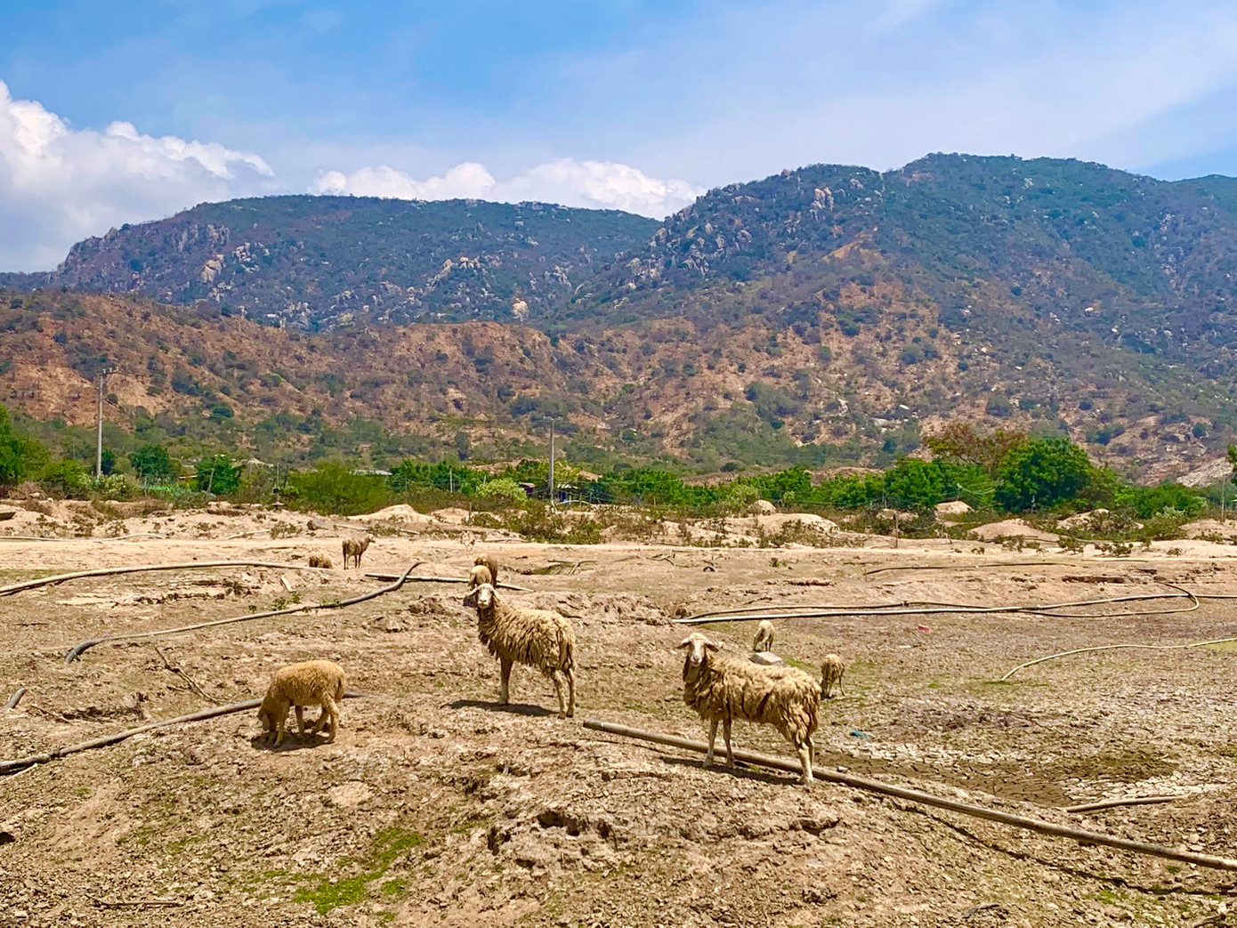 Những cánh đồng cỏ, cây lá thấp là nguồn thức ăn chính cho cừu đều chết khô vì nắng nóng.