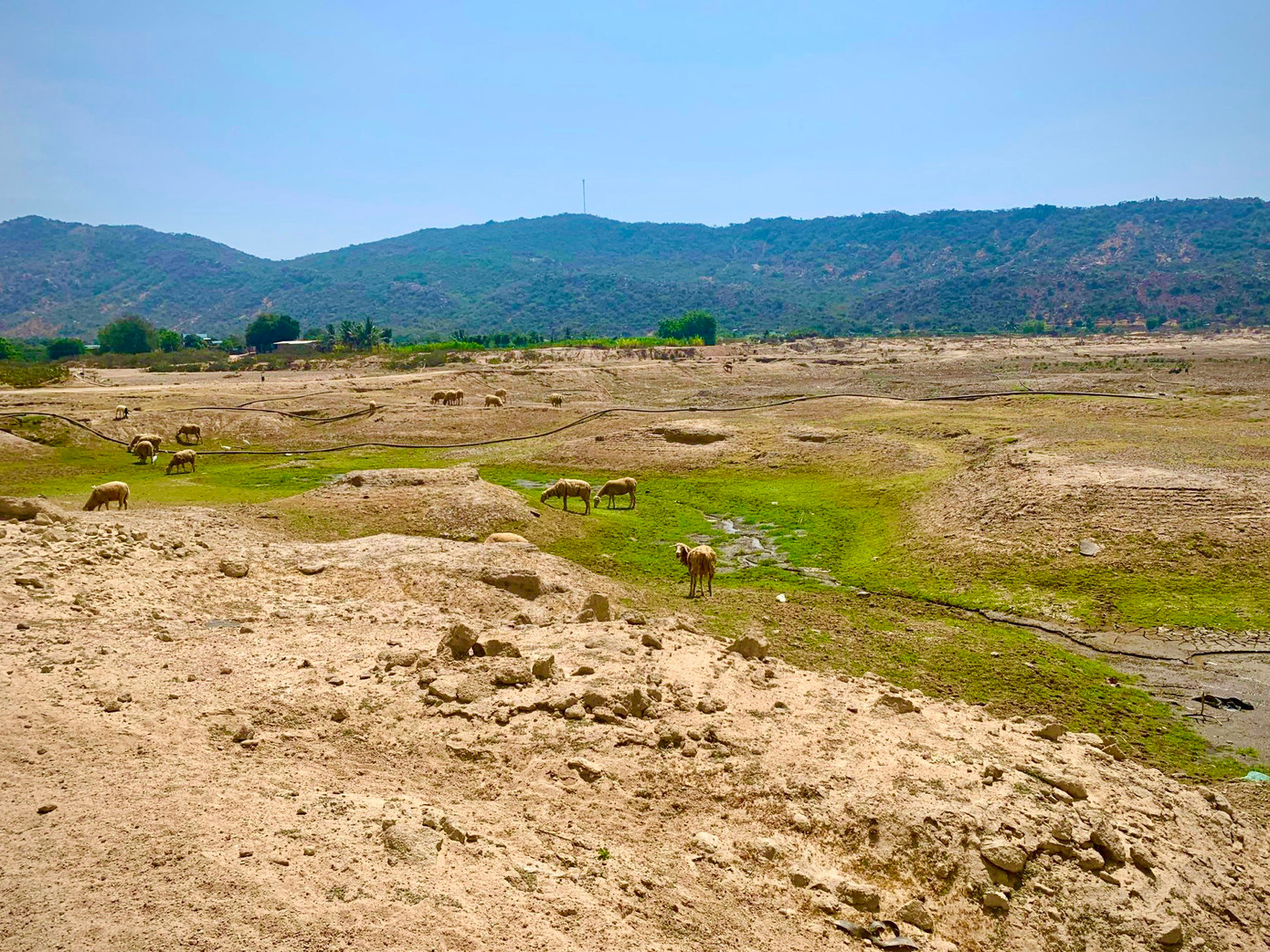 Người chăn cừu di chuyển đàn cừu đến nơi còn sót lại nguồn thức ăn, nước uống để chăn thả.
