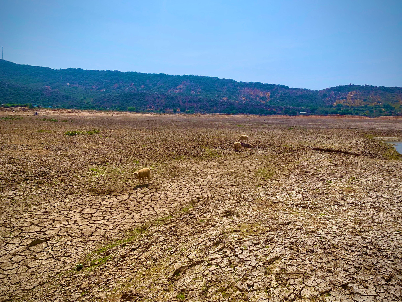 Thiếu nguồn thức ăn, nước uống là nguyên nhân khiến những đàn cừu dần suy yếu, gầy guộc.