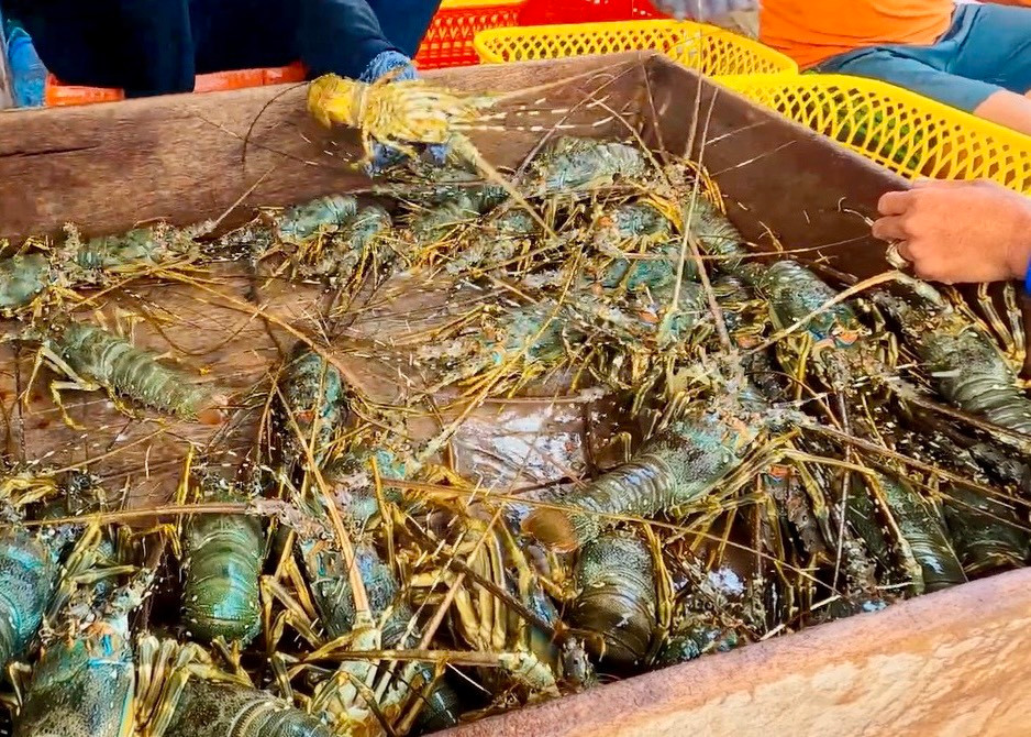 Cam Ranh được coi là thủ phủ tôm hùm của cả nước.