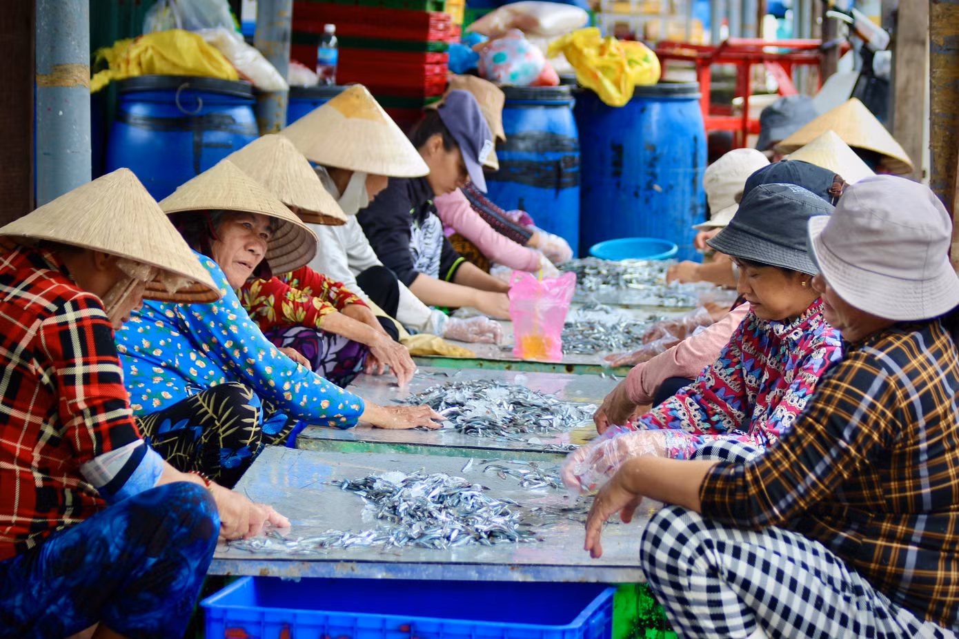 Những ngày này, không khí tại bến cá dân sinh Vĩnh Trường (thành phố Nha Trang, tỉnh Khánh Hòa) lại càng nhộn nhịp bởi những mẻ cá cơm bội thu. Mùa cá cơm đã tạo việc làm cho hàng trăm phụ nữ tại vùng biển Khánh Hòa.