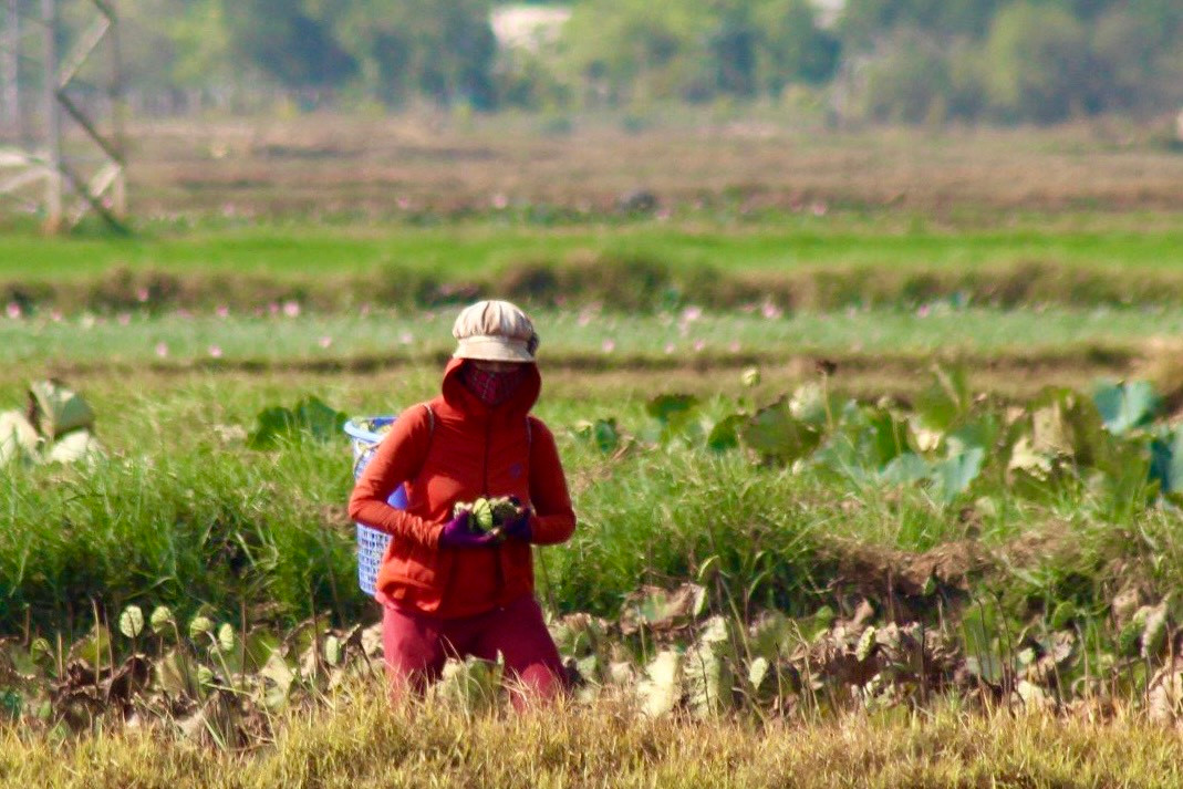 Từ tờ mờ sáng, nhiều người đã lội xuống đầm để hái đài sen, công việc kéo dài đến giữa trưa. Dưới cái nắng “cháy da cháy thịt”, nhiều người phụ nữ nhọc nhằn mưu sinh phải bịt kín người. Từ tờ mờ sáng, nhiều người đã lội xuống đầm để hái đài sen, công việc kéo dài đến giữa trưa. Dưới cái nắng “cháy da cháy thịt”, nhiều người phụ nữ nhọc nhằn mưu sinh phải bịt kín người.
