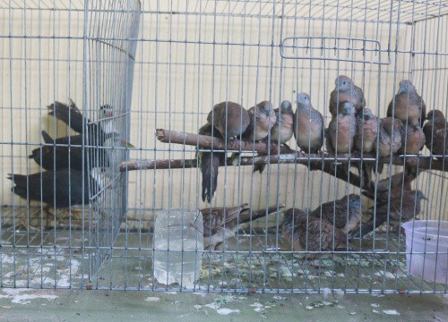 Chim hoang dã được bày bán nhiều nơi, tiềm ẩn nguy cơ lây bệnh. (Ảnh minh họa)