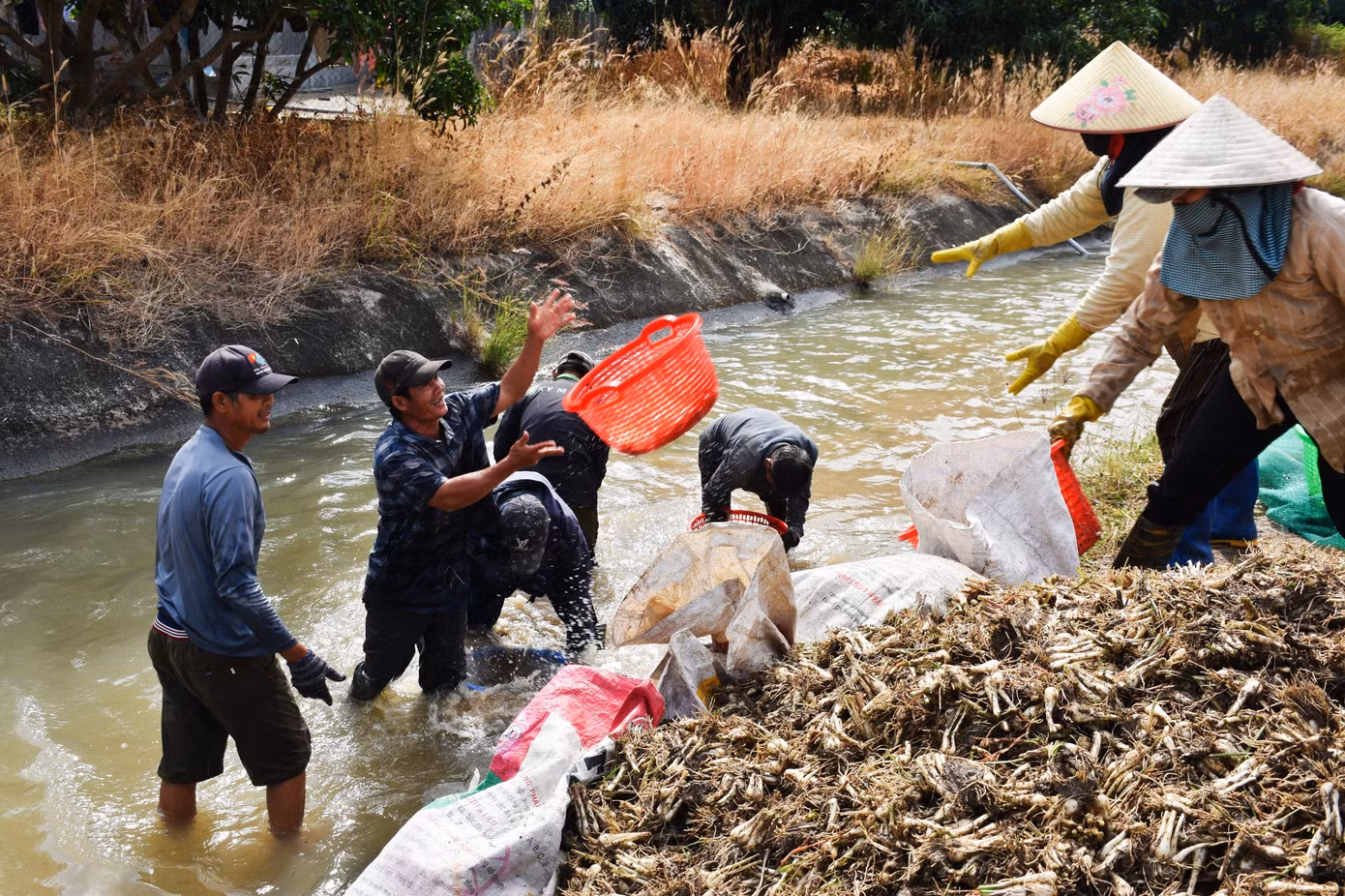Để củ kiệu đến tay thương lái, người nông dân phải thức dậy từ 2-3h sáng, soi đèn pin nhổ kiệu, sau đó đem đi rửa sạch. Để củ kiệu đến tay thương lái, người nông dân phải thức dậy từ 2-3h sáng, soi đèn pin nhổ kiệu, sau đó đem đi rửa sạch.