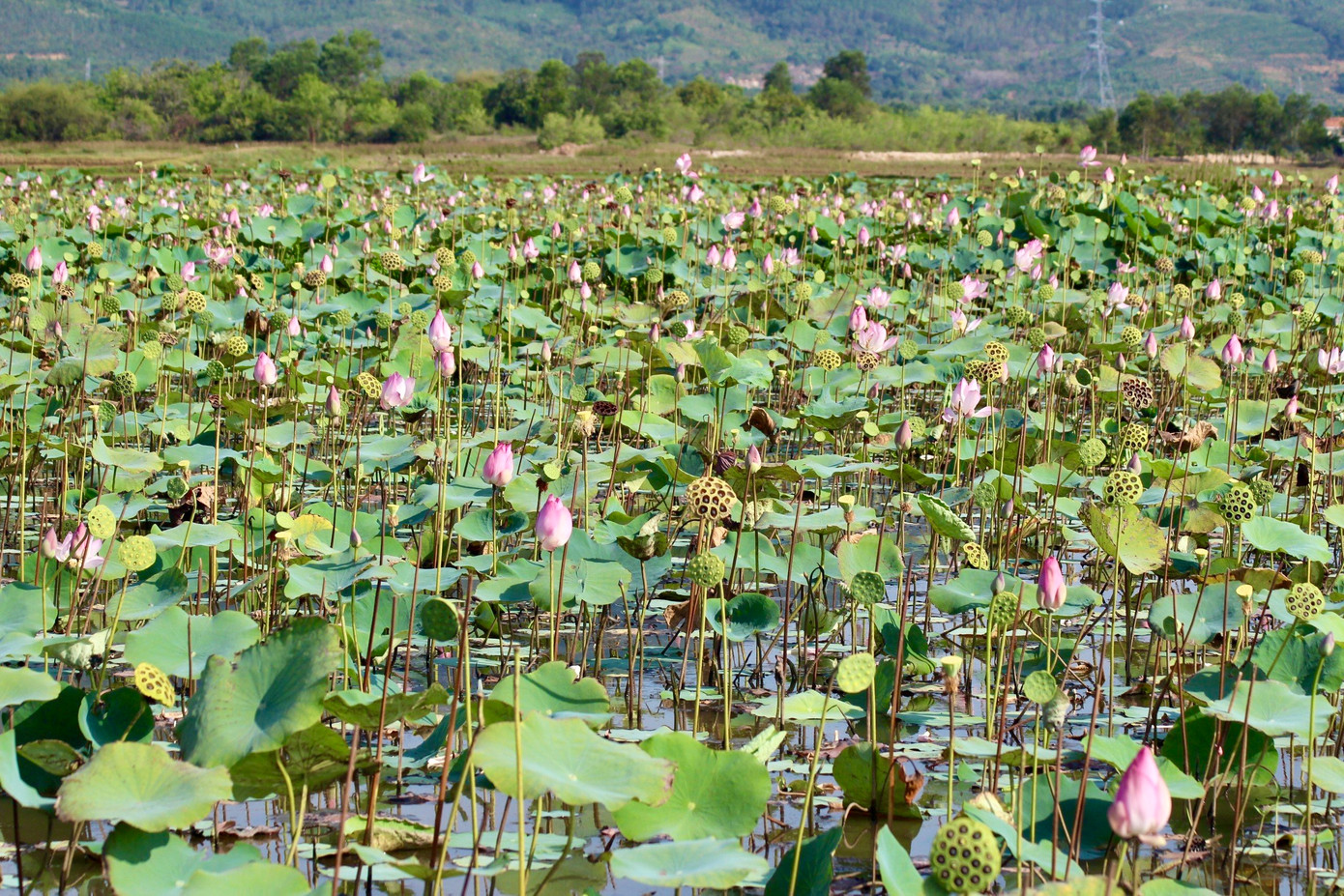 Theo chia sẻ, khu vực này trước kia trũng nước, người dân trồng lúa nhưng không mang lại hiệu quả kinh tế nên đã cải tạo để trồng sen. Nếu sen được mùa, sẽ mang lại giá trị gấp 2-3 lần trồng lúa. Theo chia sẻ, khu vực này trước kia trũng nước, người dân trồng lúa nhưng không mang lại hiệu quả kinh tế nên đã cải tạo để trồng sen. Nếu sen được mùa, sẽ mang lại giá trị gấp 2-3 lần trồng lúa.