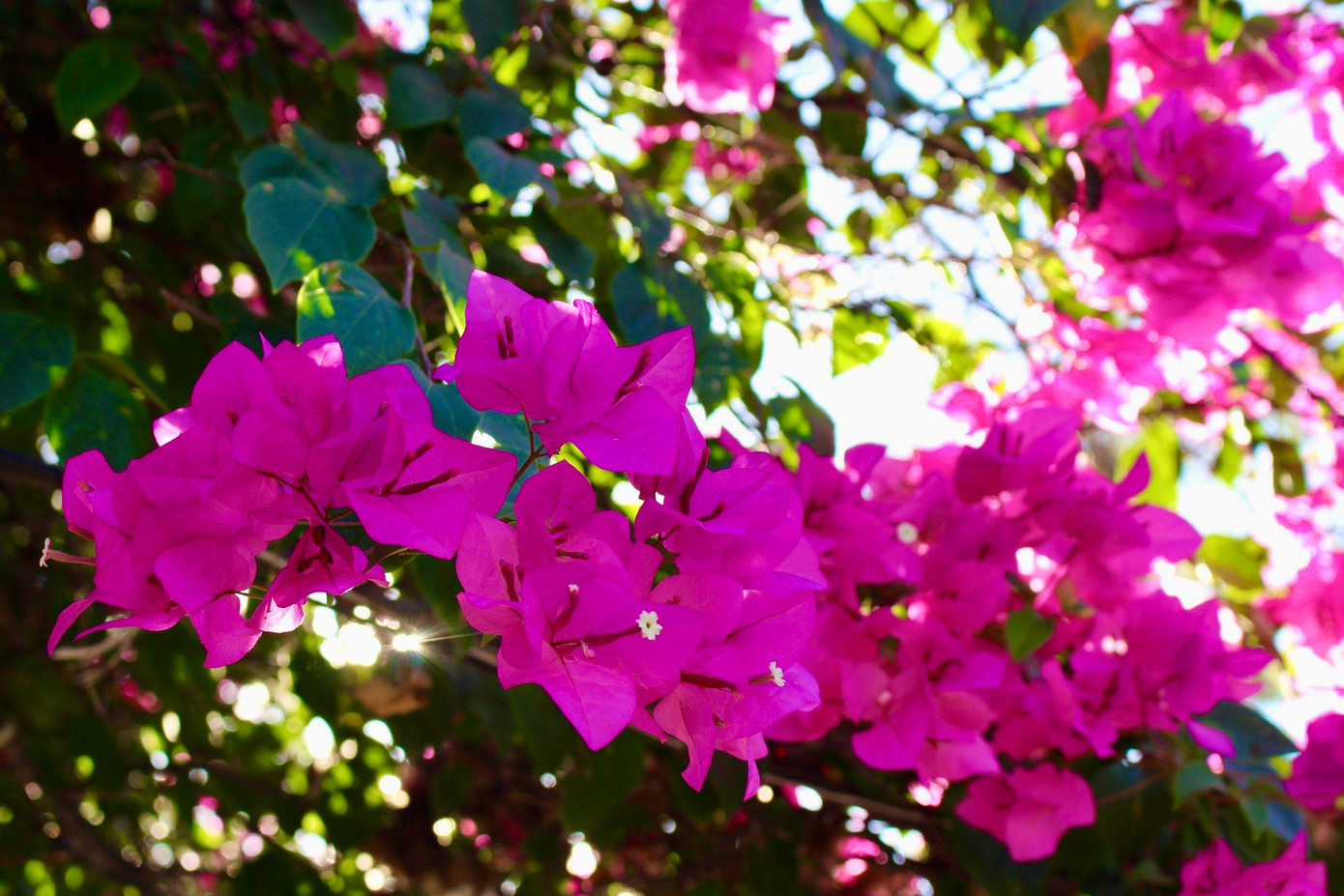 Theo nhiều người, thời điểm hoa giấy đẹp nhất là vào lúc sáng sớm, khi ánh nắng xuyên qua từng kẽ lá tạo nên khung cảnh lung linh, thơ mộng.