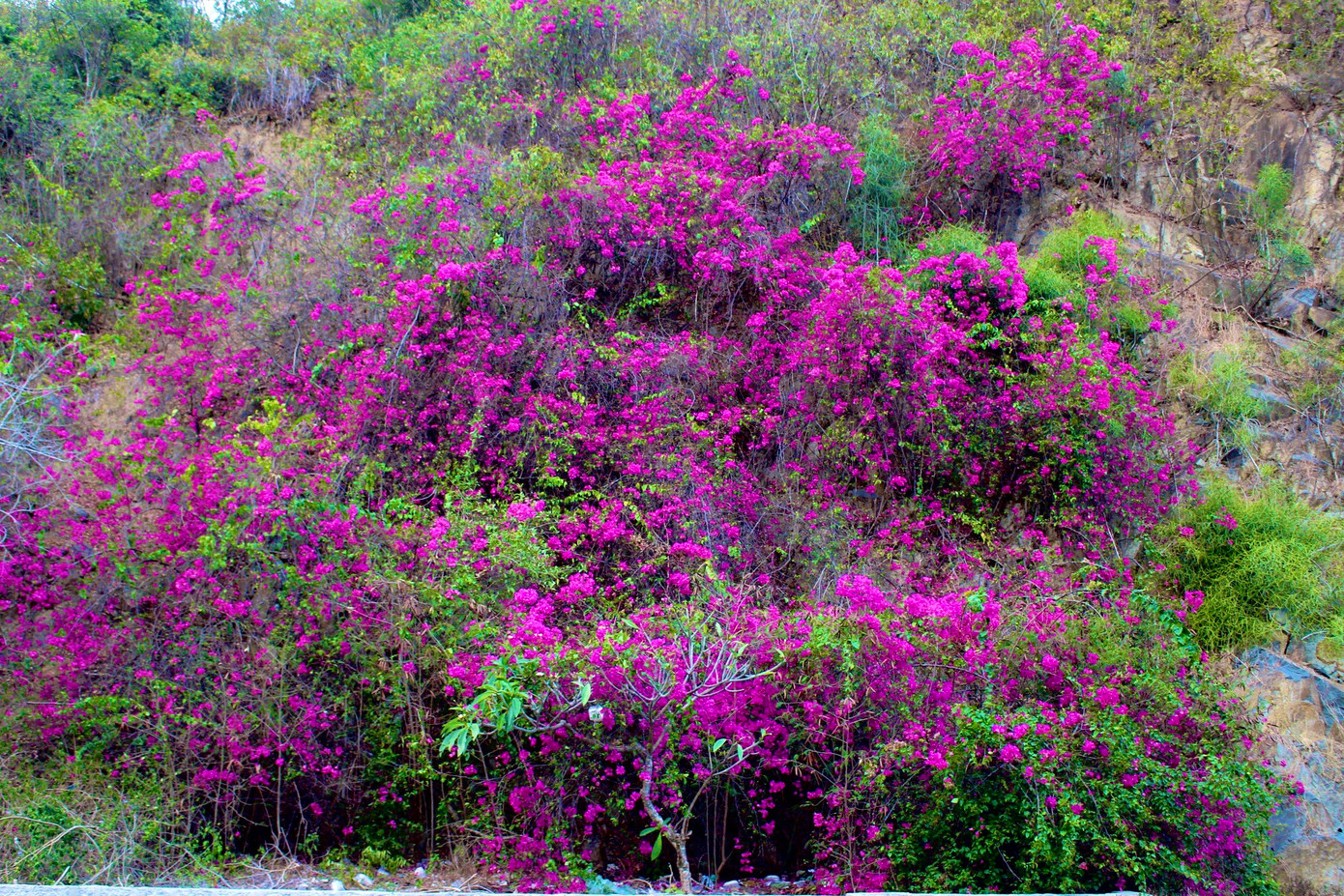 Hoa giấy nở rộ dọc triền núi trên cung đường đèo Lương Sơn (đường Phạm Văn Đồng) hút hồn người đi đường.