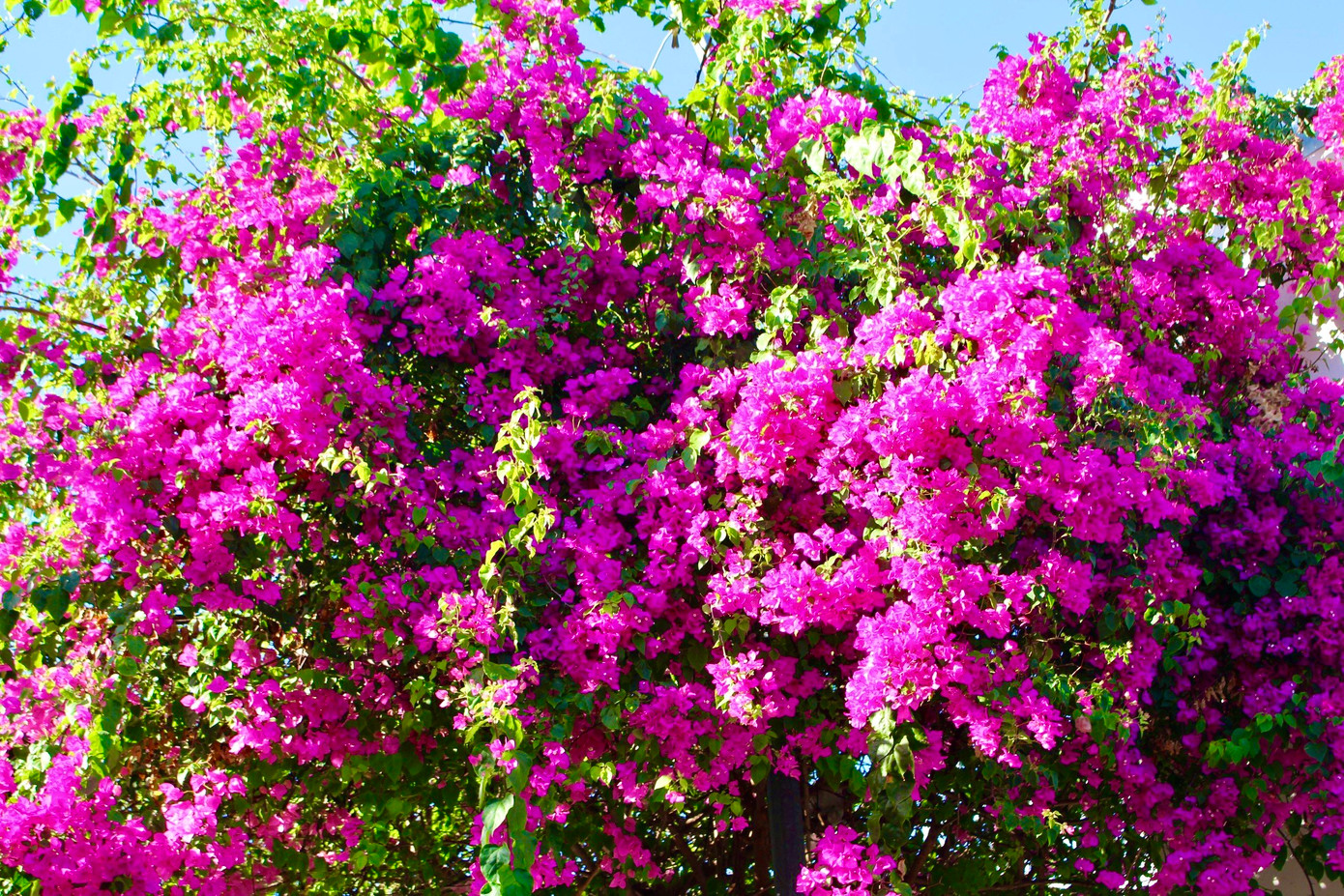 Cứ vào khoảng tháng ba, dọc các tuyến đường ở thành phố biển Nha Trang lại tràn ngập sắc màu bởi những giàn hoa giấy thi nhau đua nở.