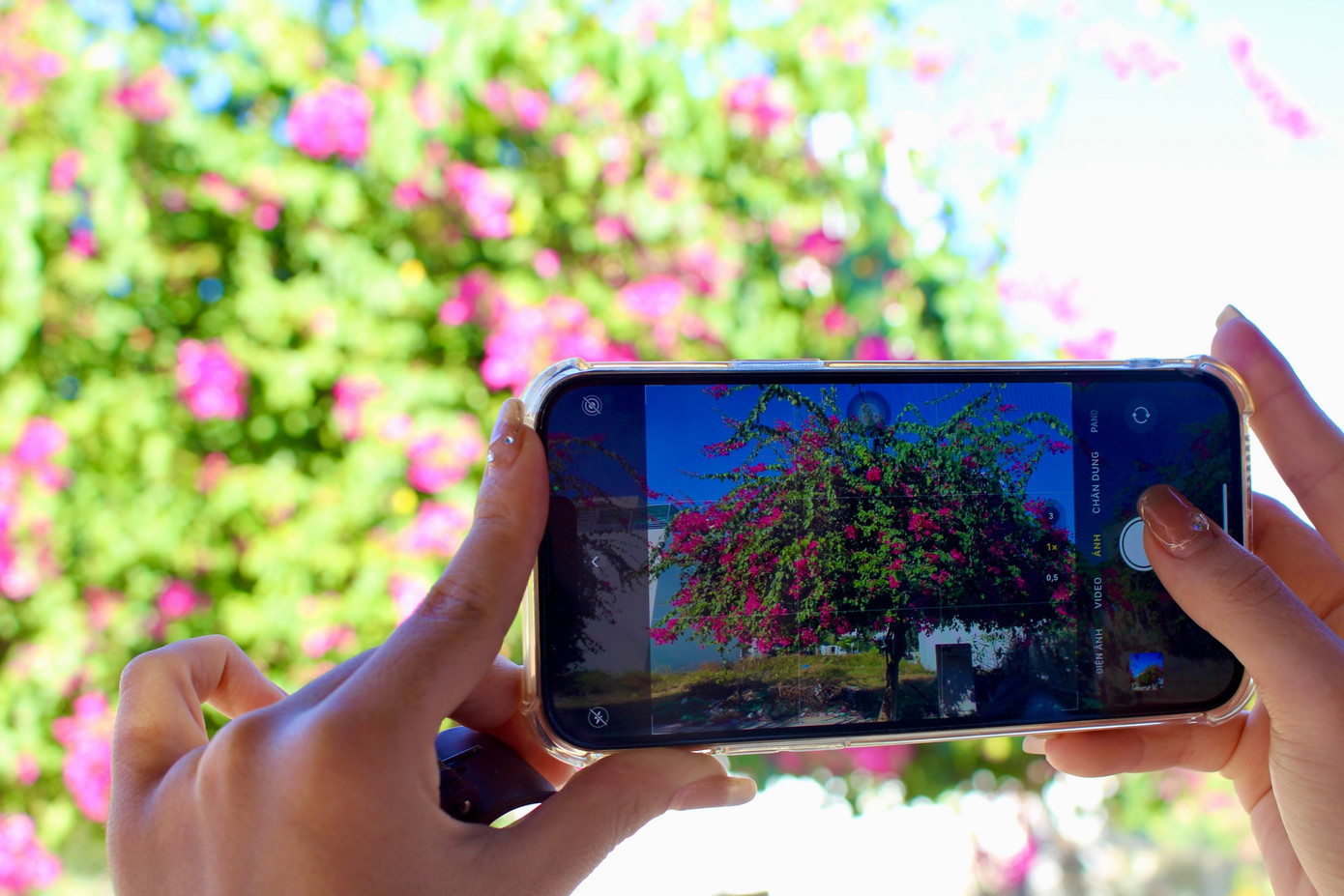 Nhiều người ngắm nhìn sắc hoa tinh khôi và lưu lại những khung hình đẹp nhất.