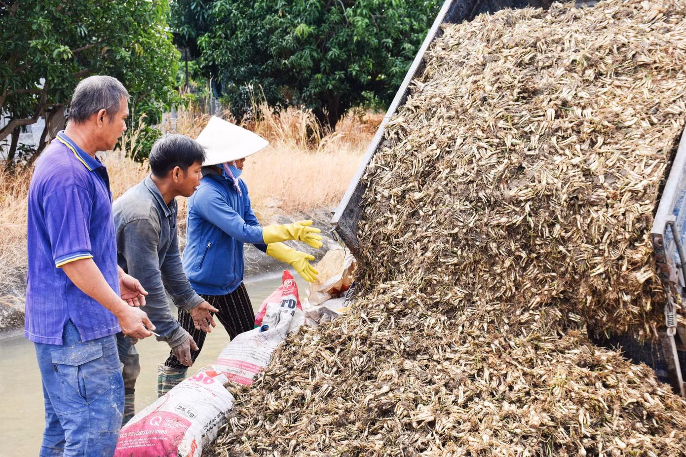 Những ngày cận tết, người nông dân trồng kiệu tại huyện Cam Lâm tất bật vào vụ thu hoạch củ kiệu lớn nhất năm. Hàng tấn kiệu sau khi nhổ được mang đến các đoạn suối, mương nước gần đó rửa để kịp bán cho thương lái trong ngày. Những ngày cận tết, người nông dân trồng kiệu tại huyện Cam Lâm tất bật vào vụ thu hoạch củ kiệu lớn nhất năm. Hàng tấn kiệu sau khi nhổ được mang đến các đoạn suối, mương nước gần đó rửa để kịp bán cho thương lái trong ngày.