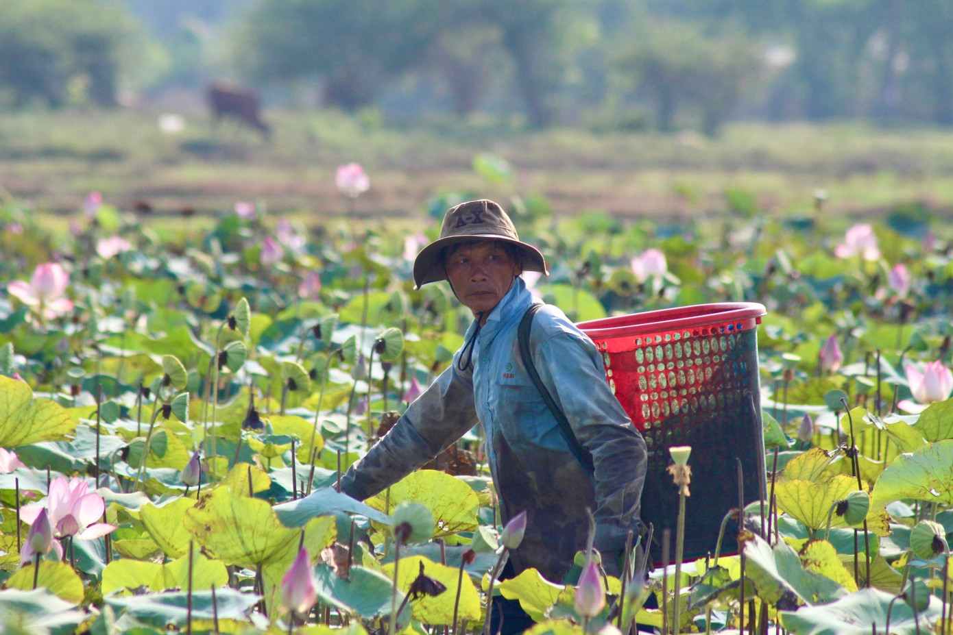 Người nông dân ướt đẫm mồ hôi khi thu hoạch đài sen dưới nắng hè. Thậm chí sau nhiều giờ nhổ là đôi tay bị mủ đen bám chặt. Người nông dân ướt đẫm mồ hôi khi thu hoạch đài sen dưới nắng hè. Thậm chí sau nhiều giờ nhổ là đôi tay bị mủ đen bám chặt.