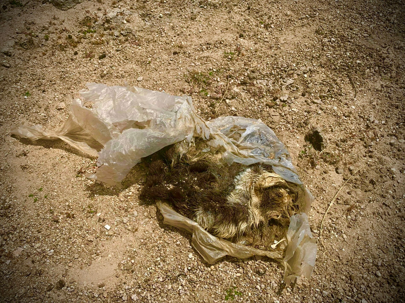 Một con cừu chết bị người dân vứt tại bãi đất trống để xác cừu tự phân hủy.