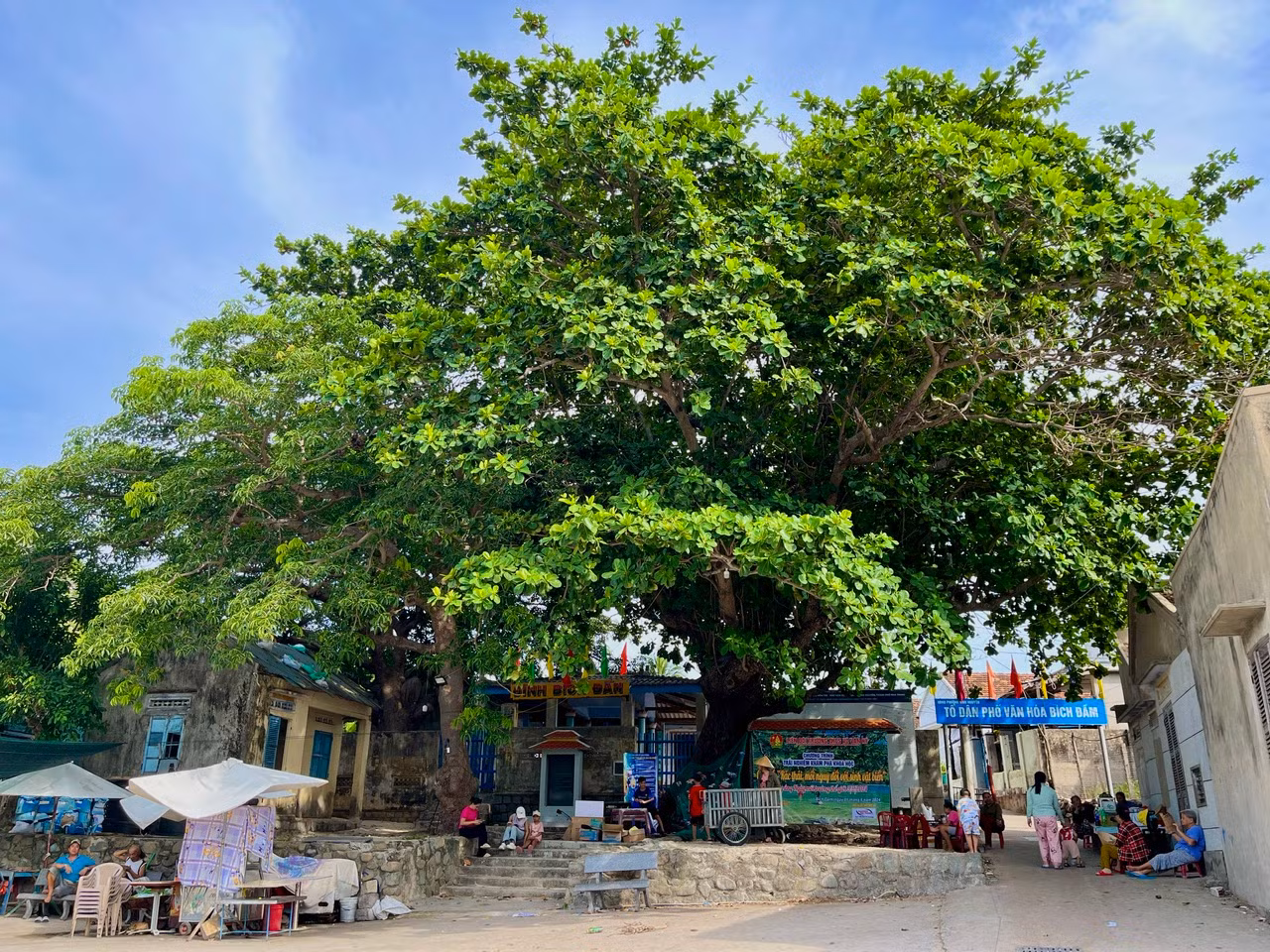 Cây bàng cổ thụ hơn trăm tuổi là nơi tập trung, sinh hoạt mang đậm hơi thở cuộc sống của người dân đảo Bích Đầm bao đời nay. Nhiều du khách đến đây cũng ngồi dưới tán bàng để cảm nhận sự bình yên. Cây bàng cổ thụ hơn trăm tuổi là nơi tập trung, sinh hoạt mang đậm hơi thở cuộc sống của người dân đảo Bích Đầm bao đời nay. Nhiều du khách đến đây cũng ngồi dưới tán bàng để cảm nhận sự bình yên.
