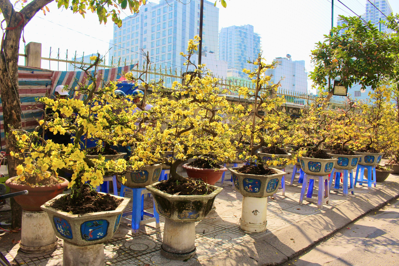 Theo chia sẻ của tiểu thương, thời tiết năm nay thất thường khiến hoa mai nở sớm và sức mua kém nên giá bán rẻ hơn nhiều so với mọi năm.