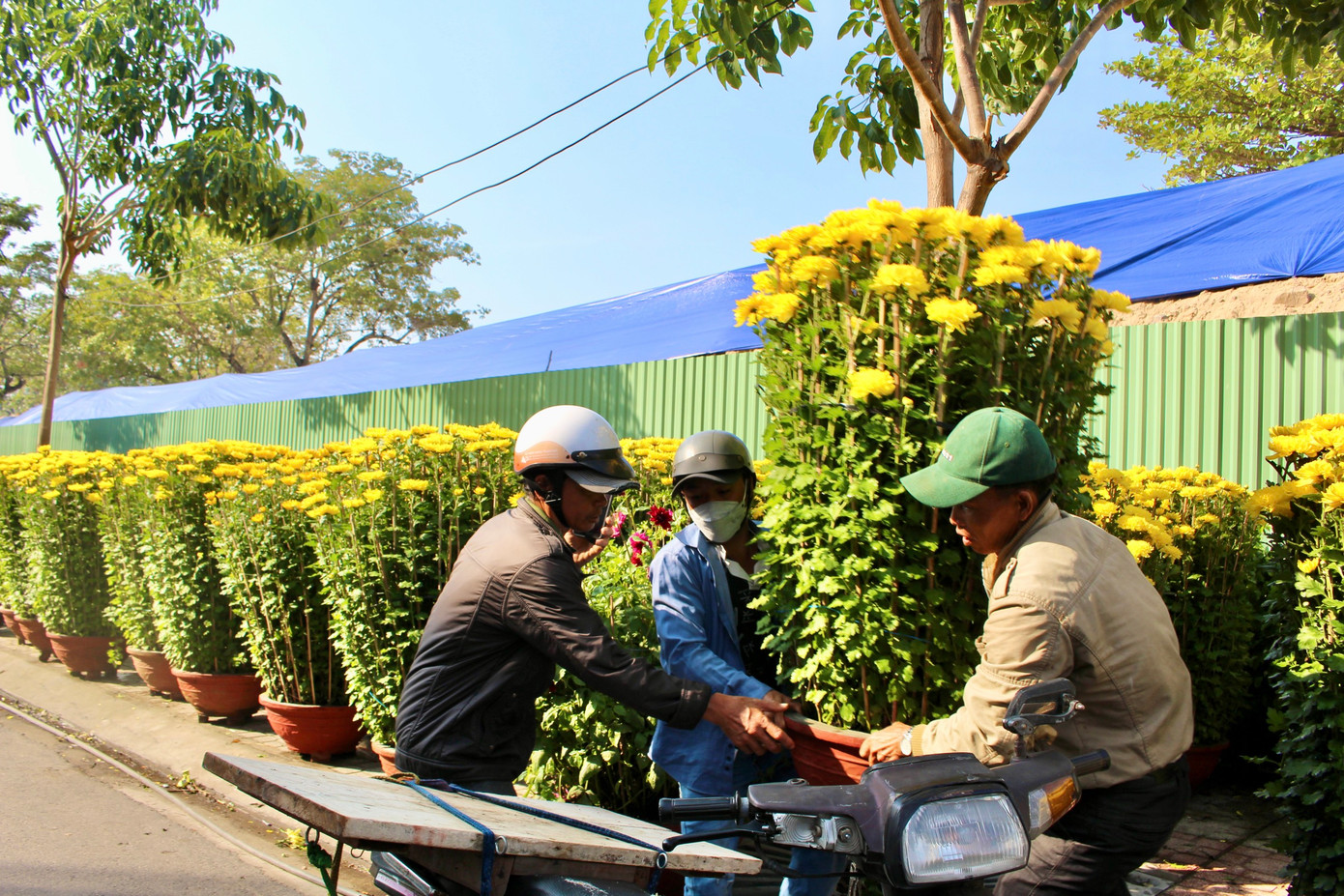 Lượng khách đi mua hoa, cây cảnh Tết những ngày qua thưa thớt. Khối lượng lớn mai, cúc, cây cảnh vẫn còn ở nhiều điểm bán trên địa bàn TP Nha Trang.